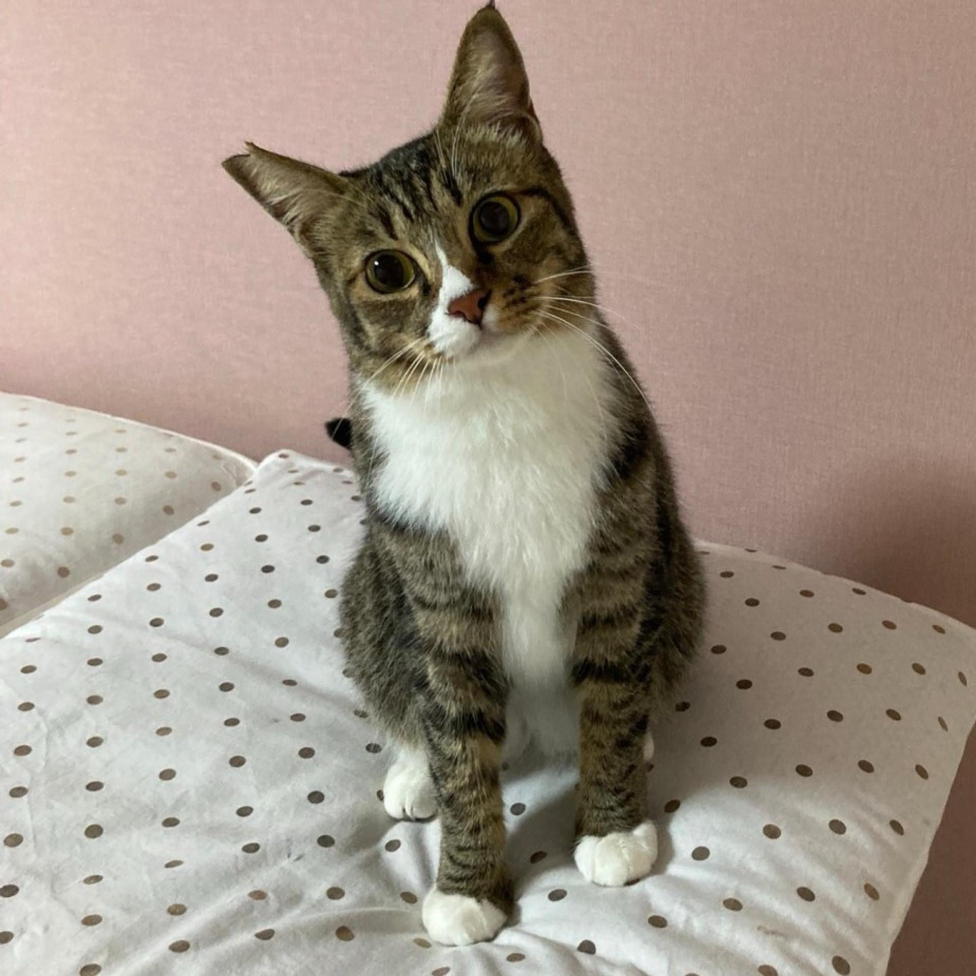 pet-image-4