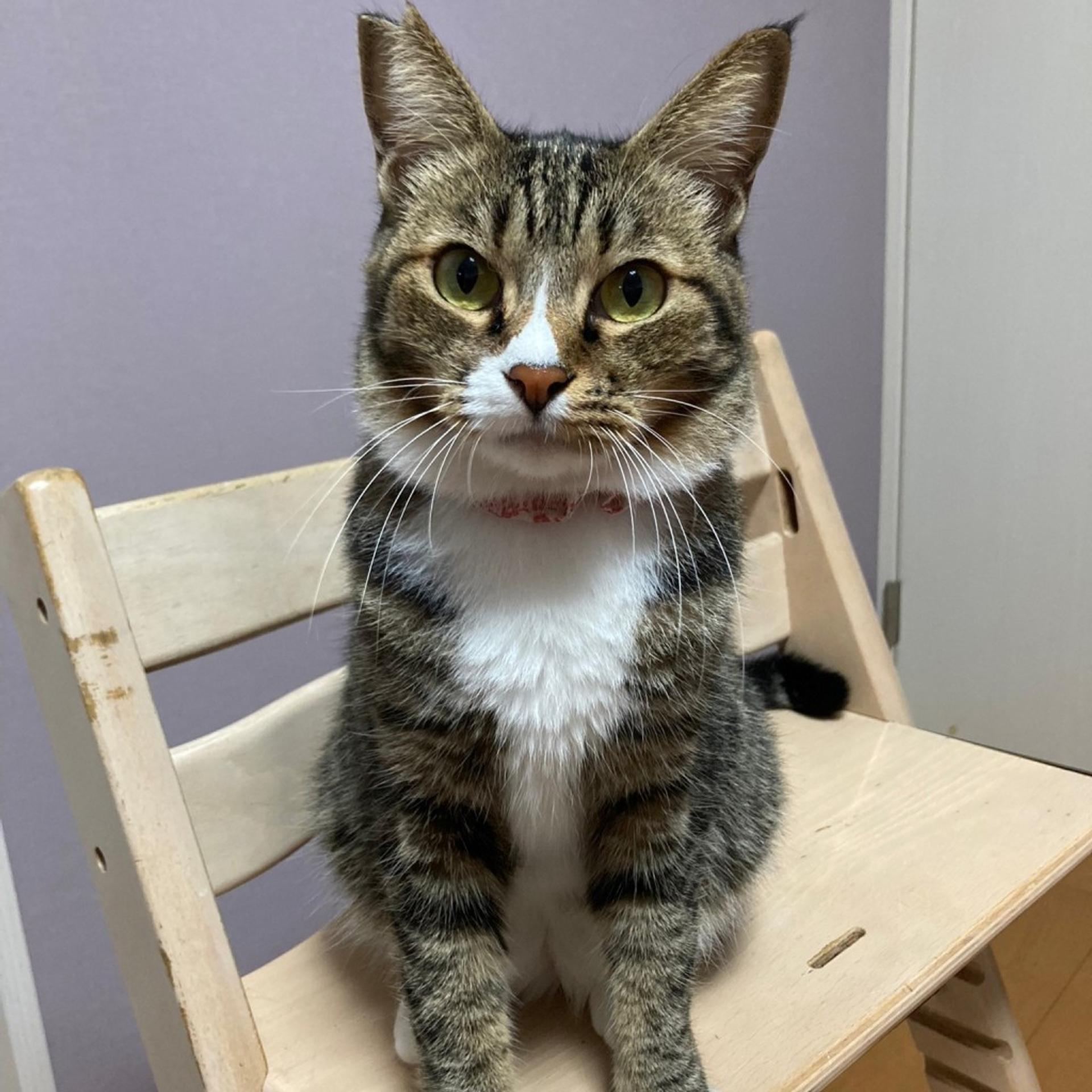 pet-image-9