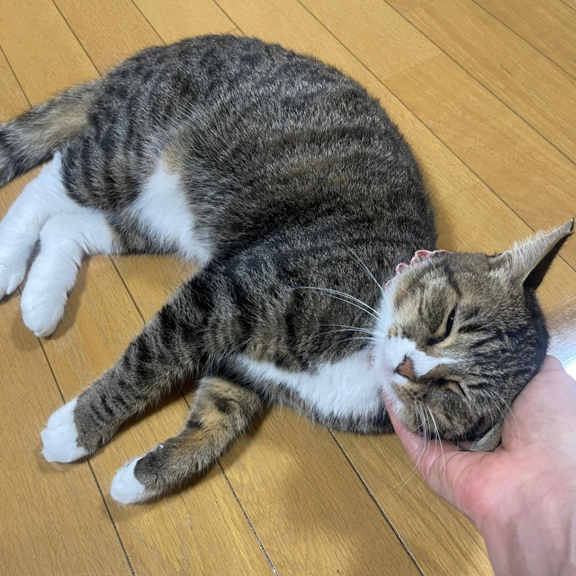 pet-image-8