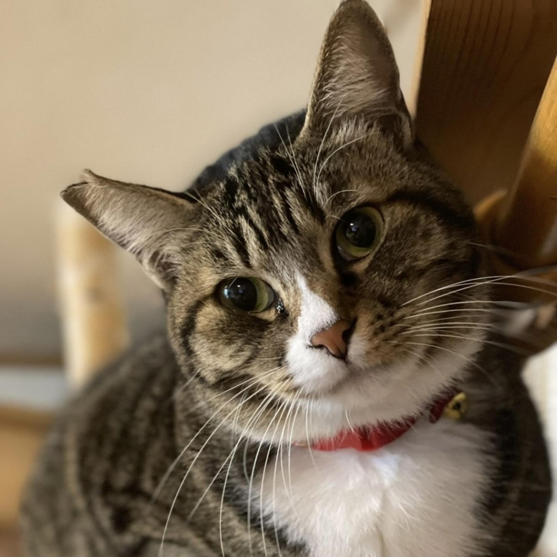 pet-image-2