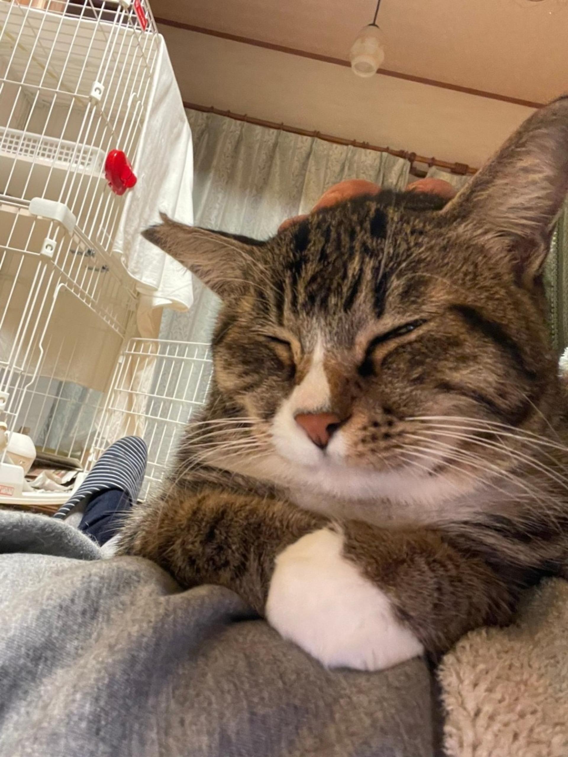 pet-image-5