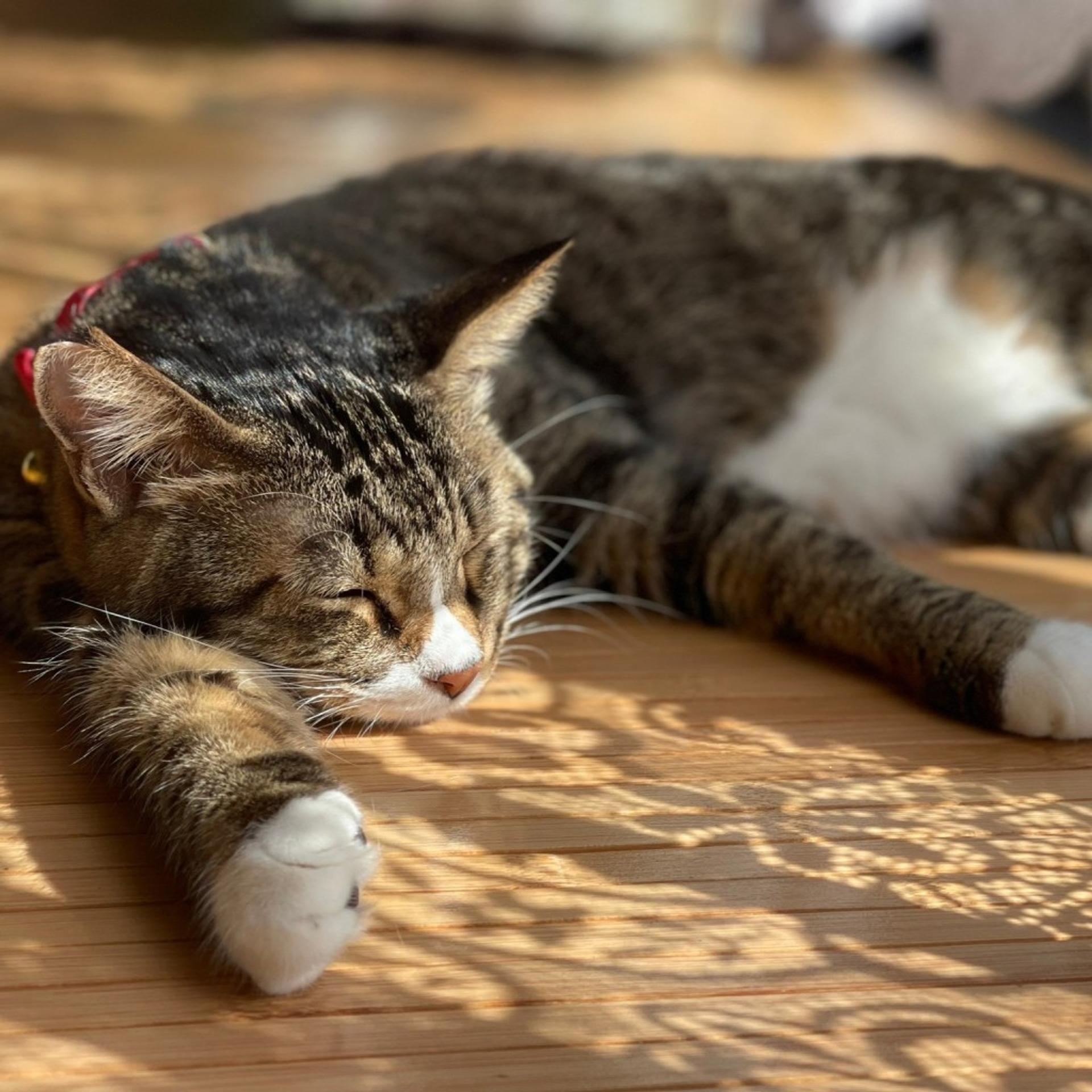 pet-image-6