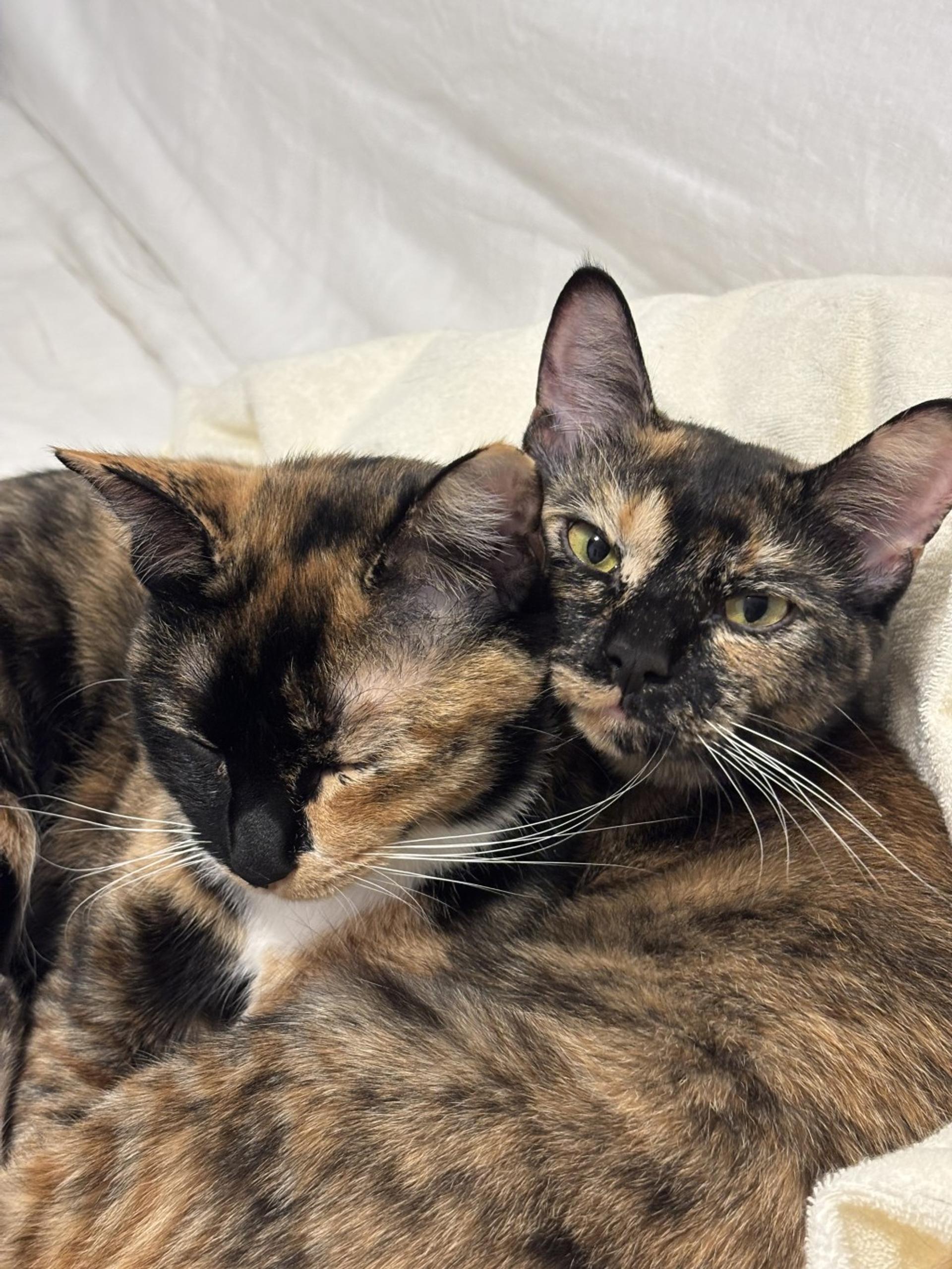 pet-image-6