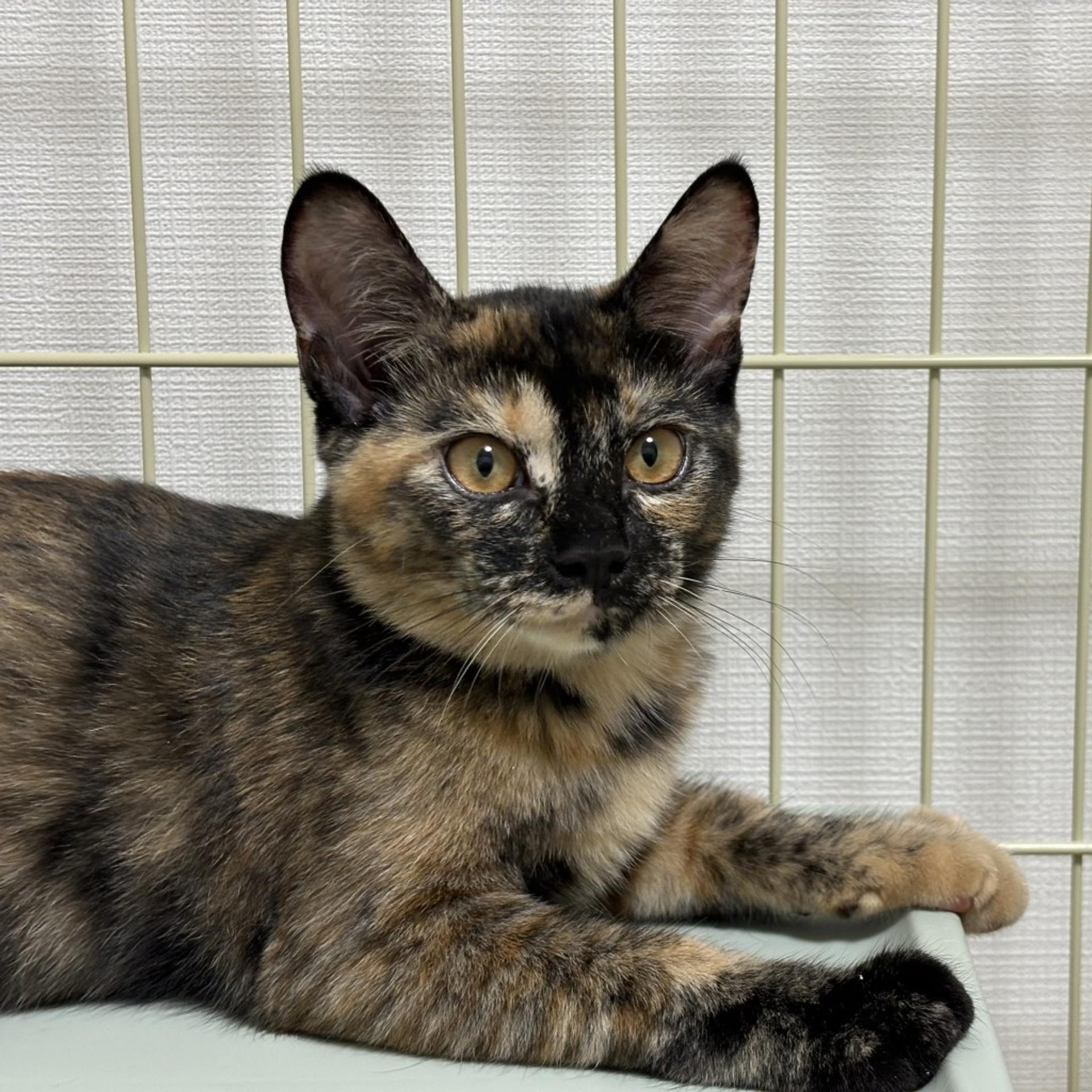 pet-image-9