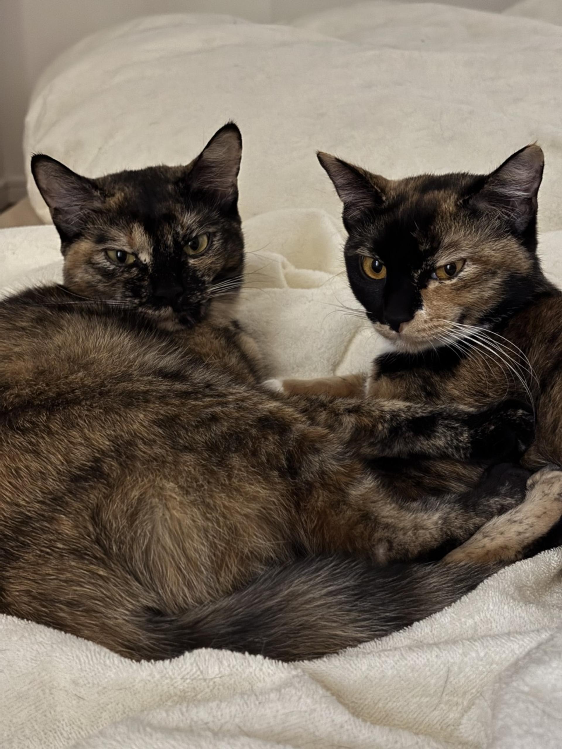 pet-image-7