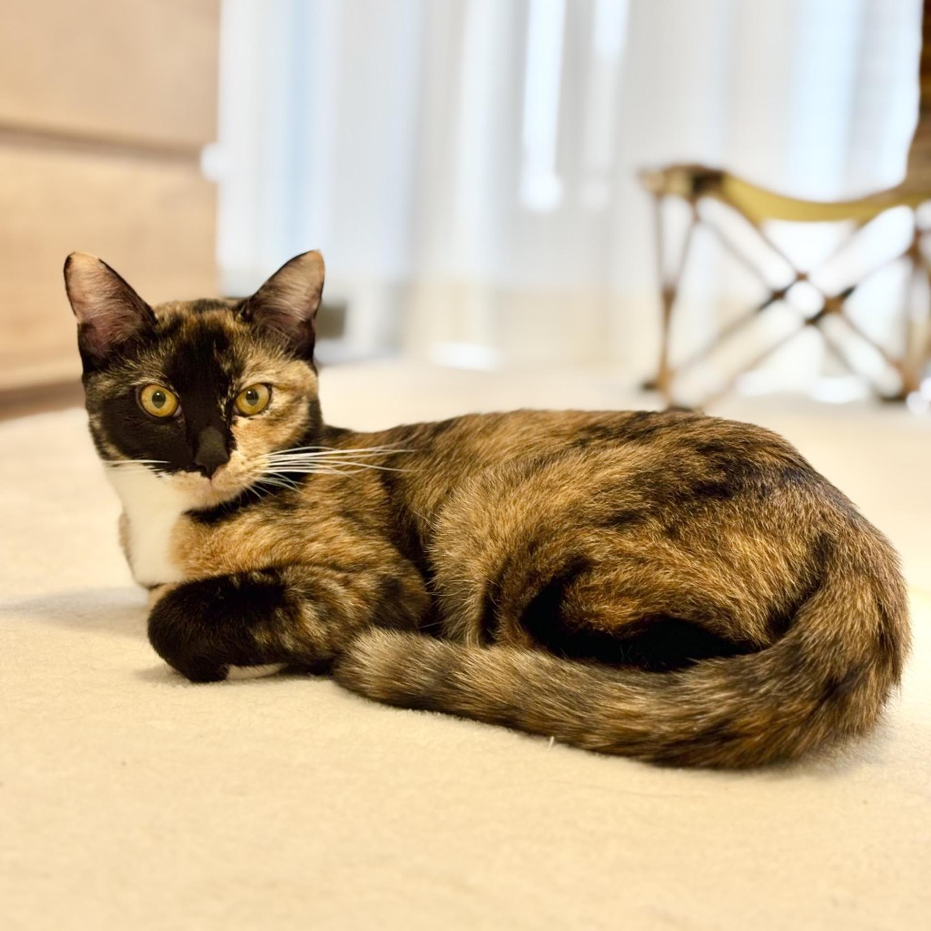 pet-image-10