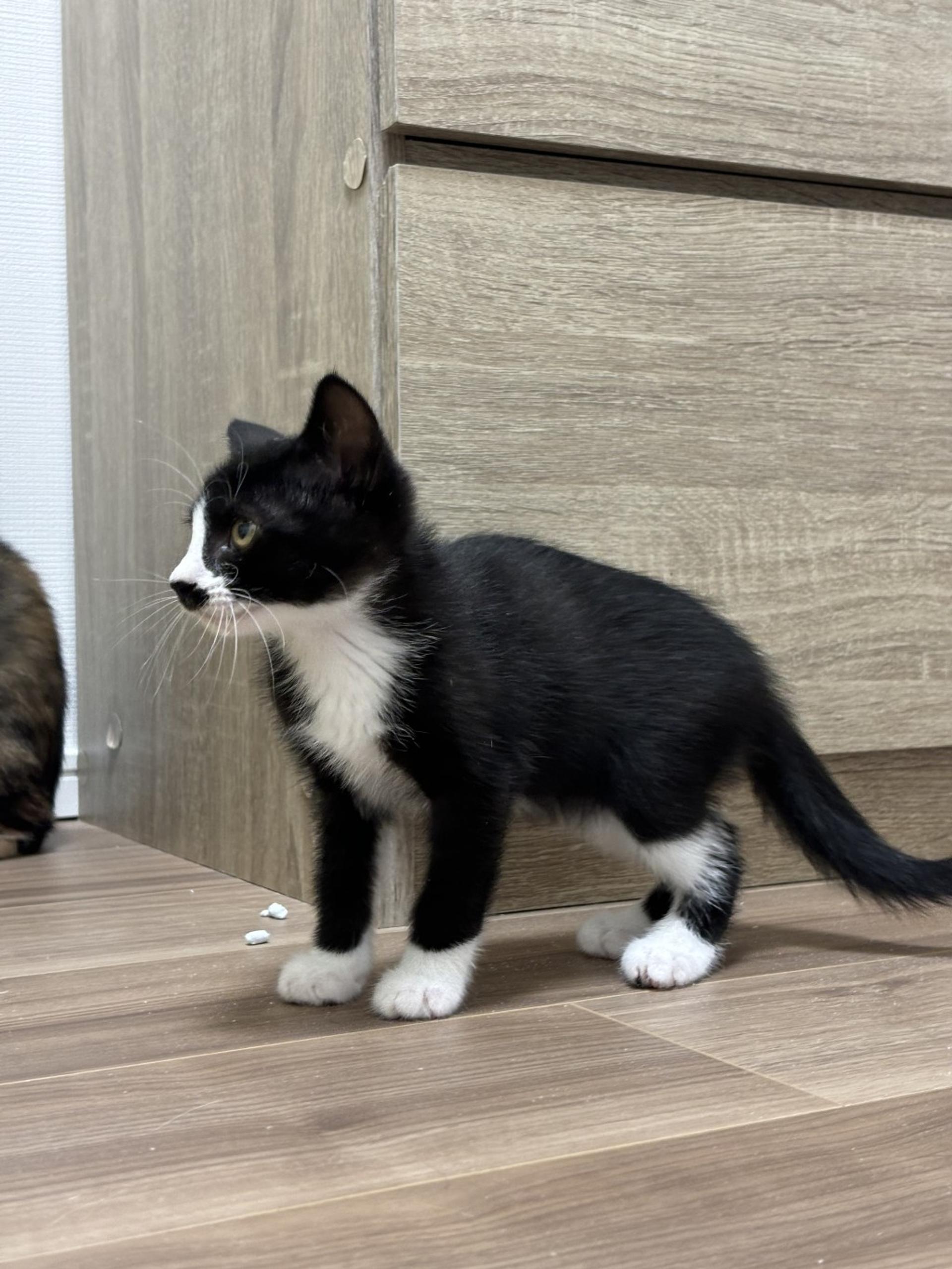 pet-image-4