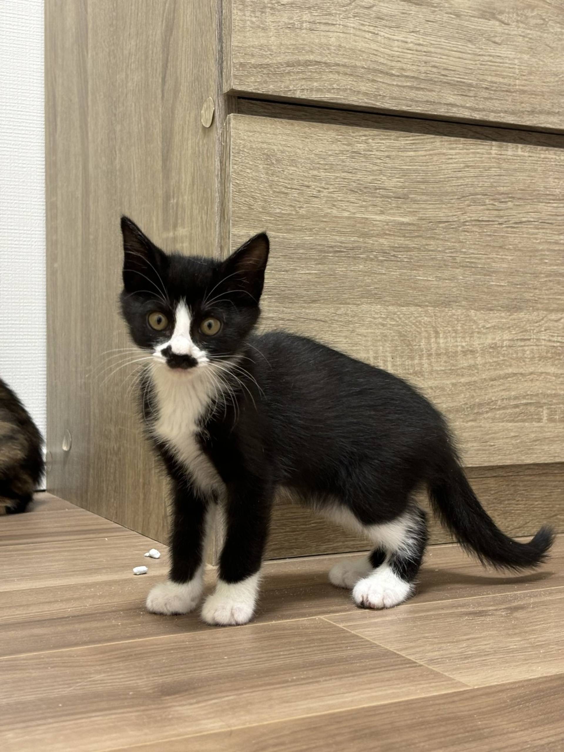 雑種（ミックス猫）・メスの里親募集の写真
