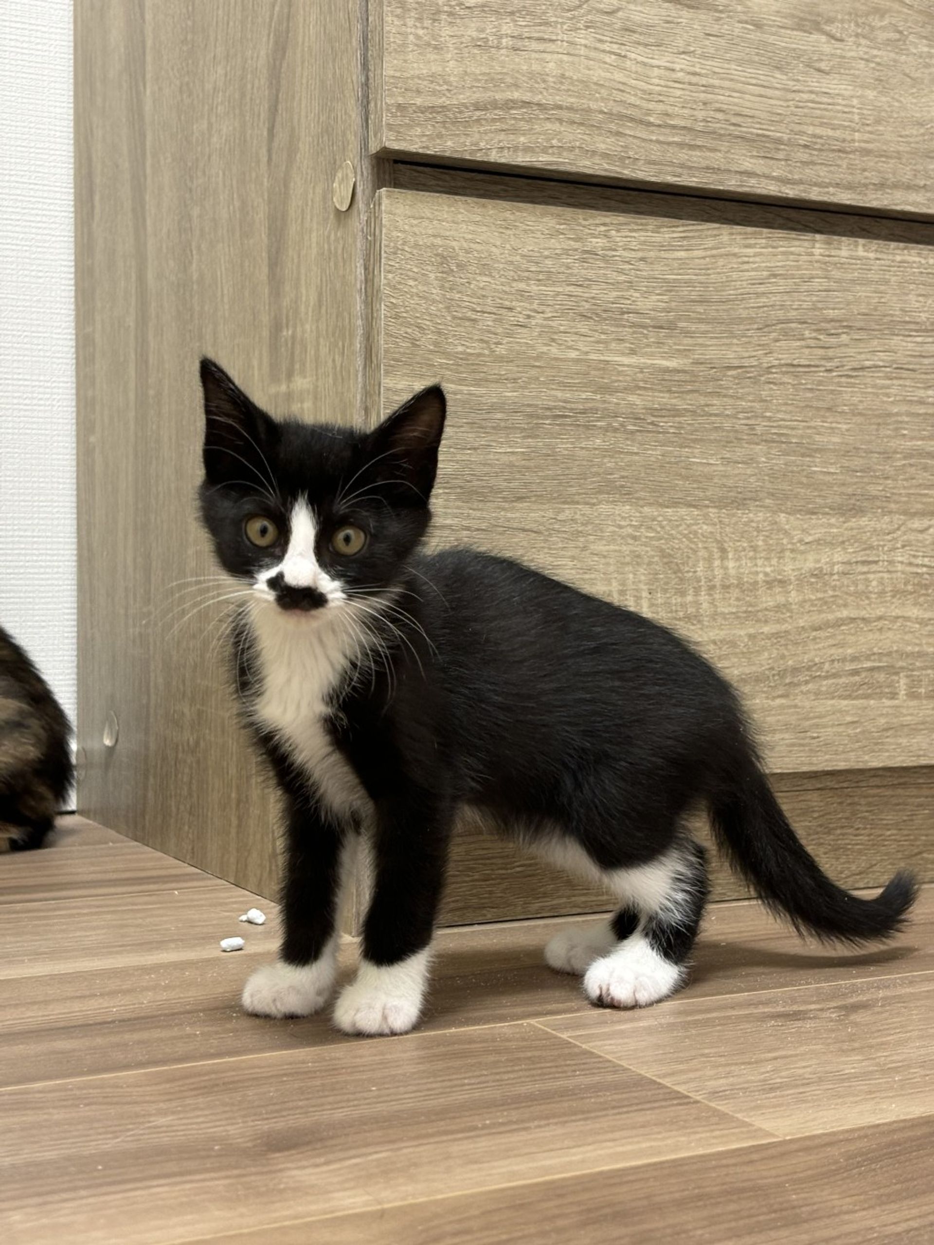 雑種（ミックス猫）・メスの里親募集の写真