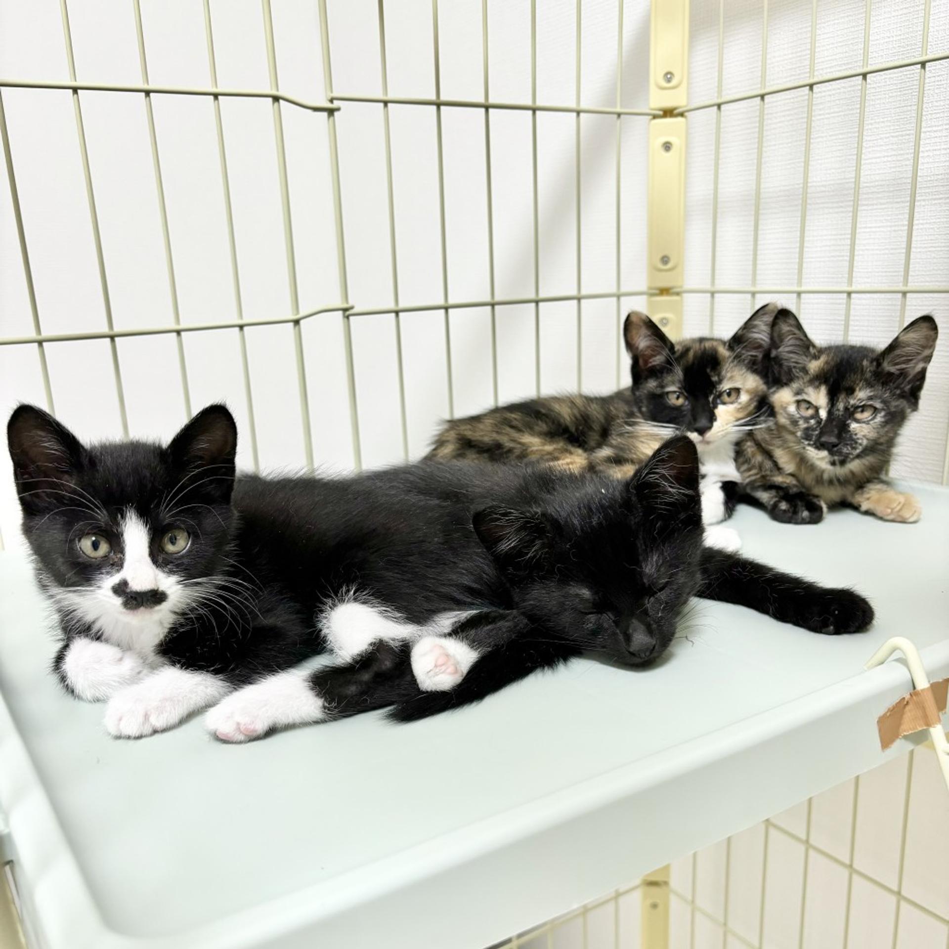 pet-image-5