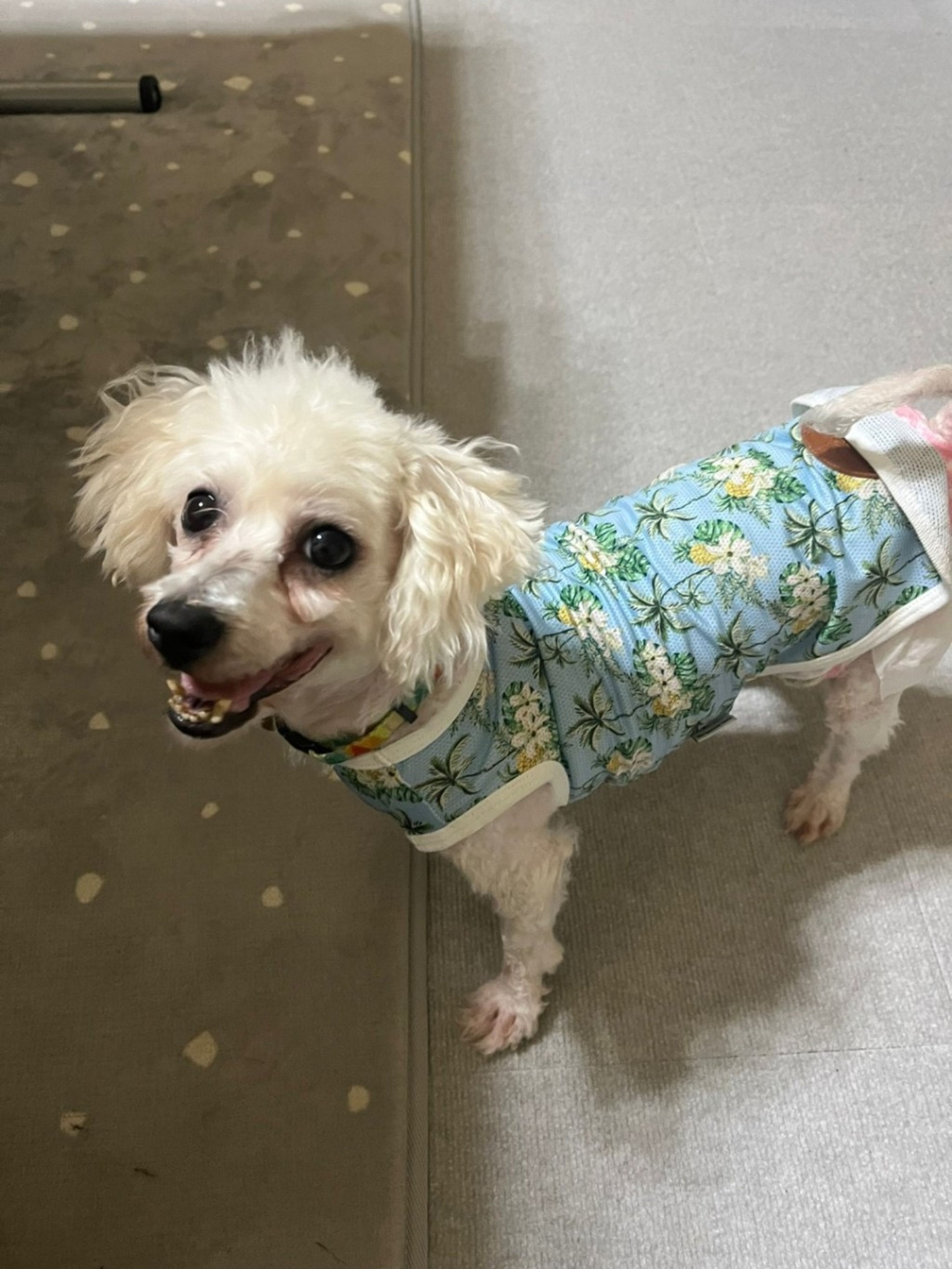 pet-image-3