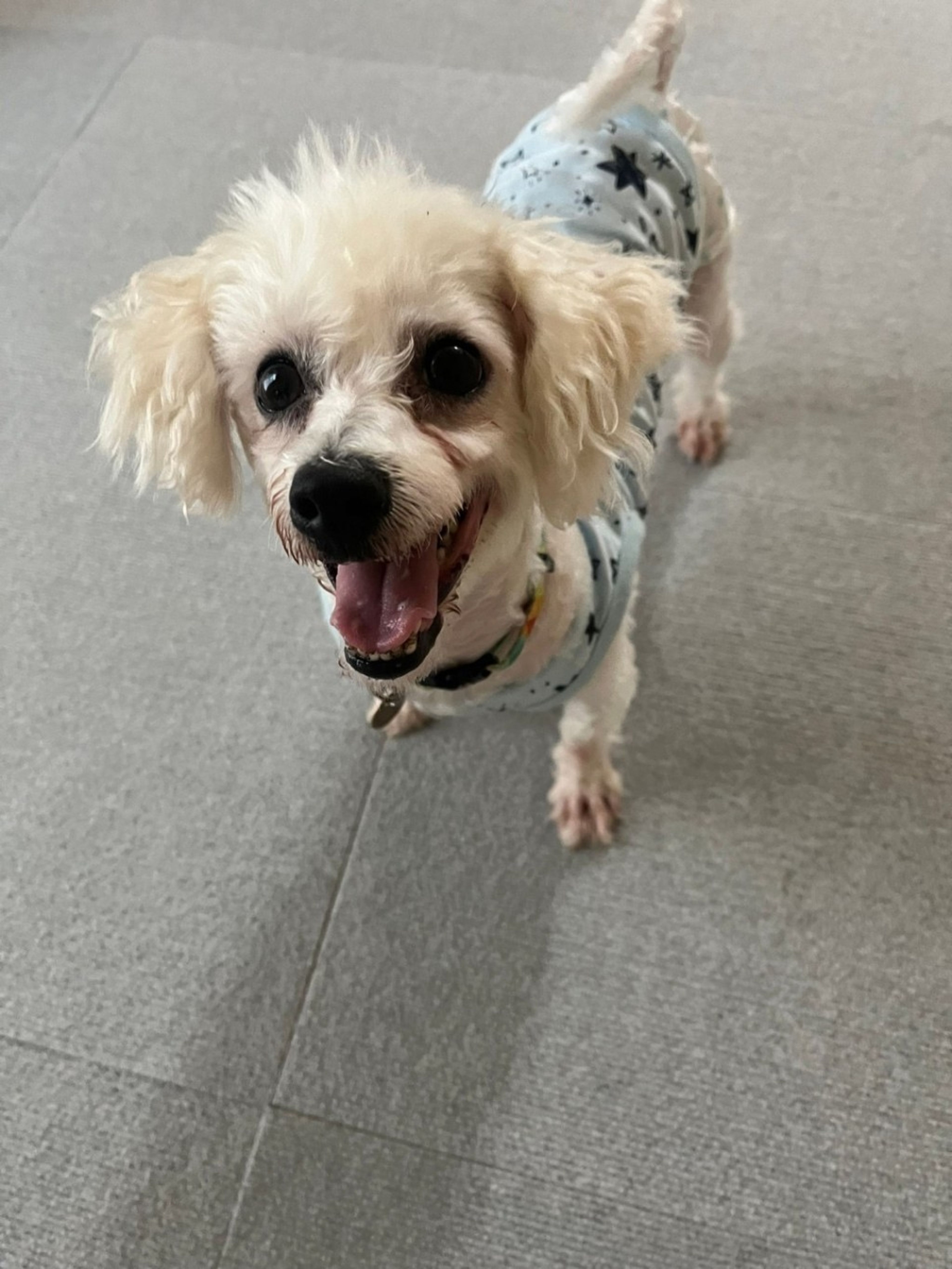 pet-image-4