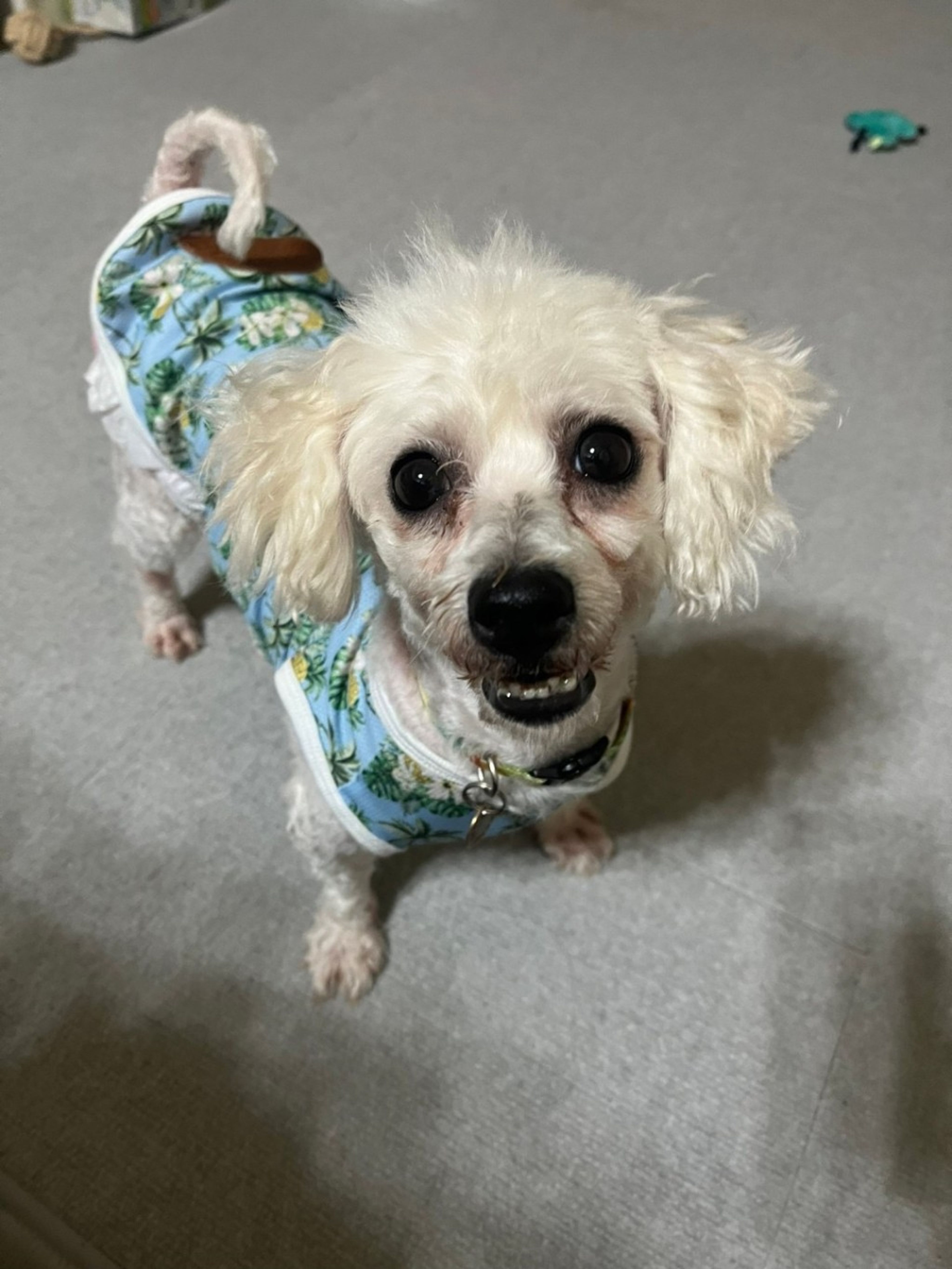 pet-image-2