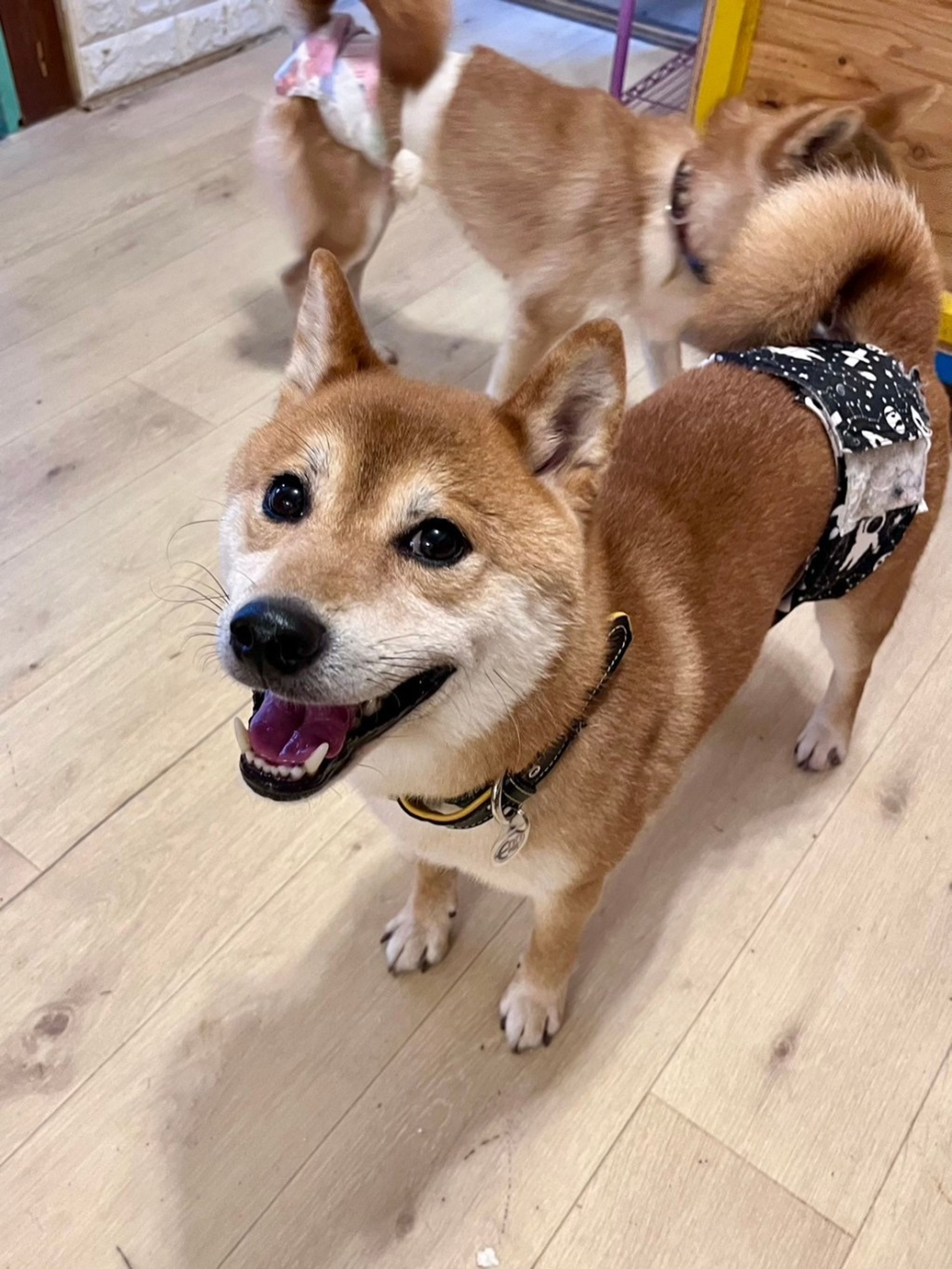 pet-image-3