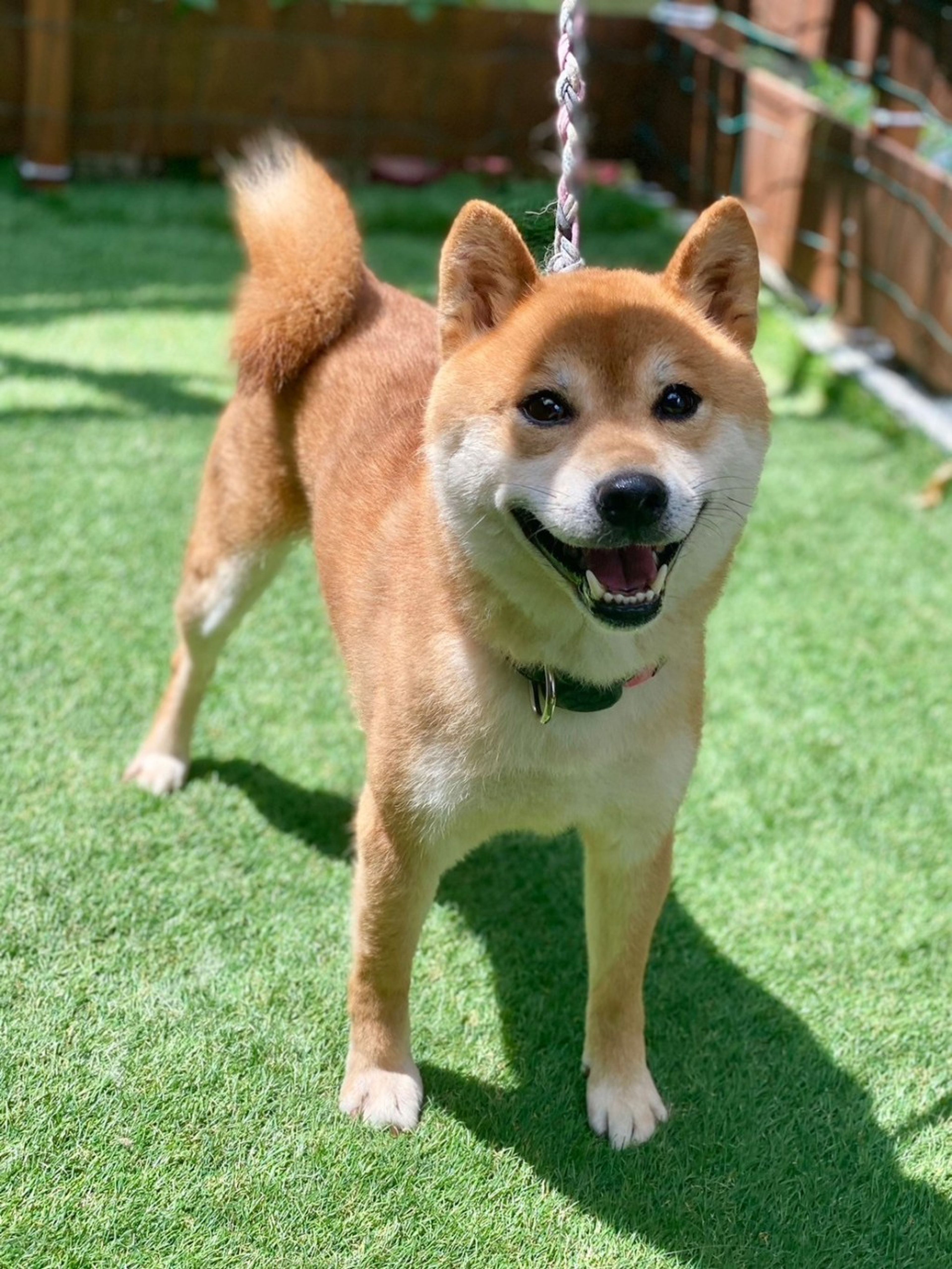柴犬くん☆骨 シャイと思いきや超甘えたな柴犬くん | 柴犬 | Enn | OMUSUBI