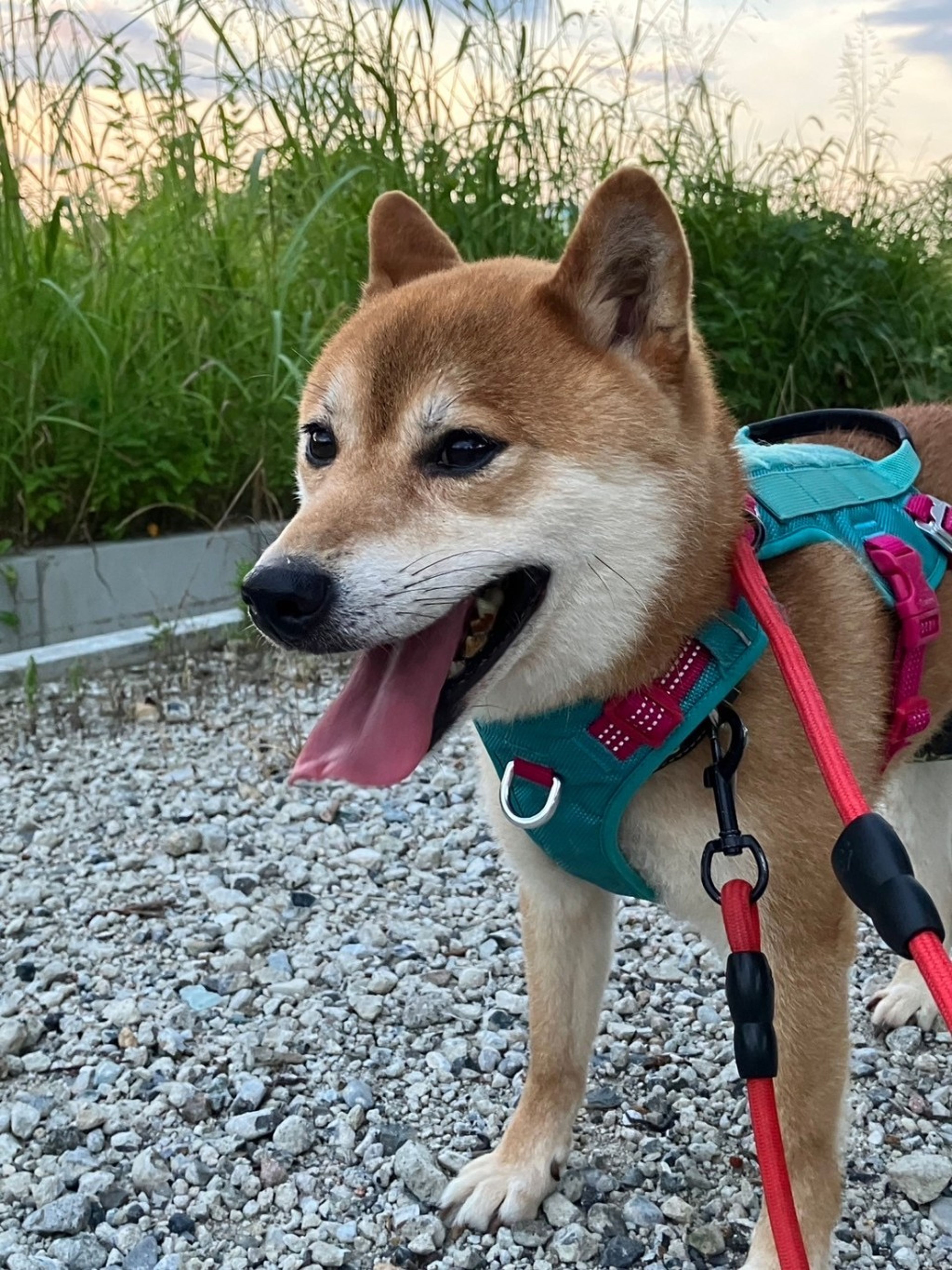 pet-image-5