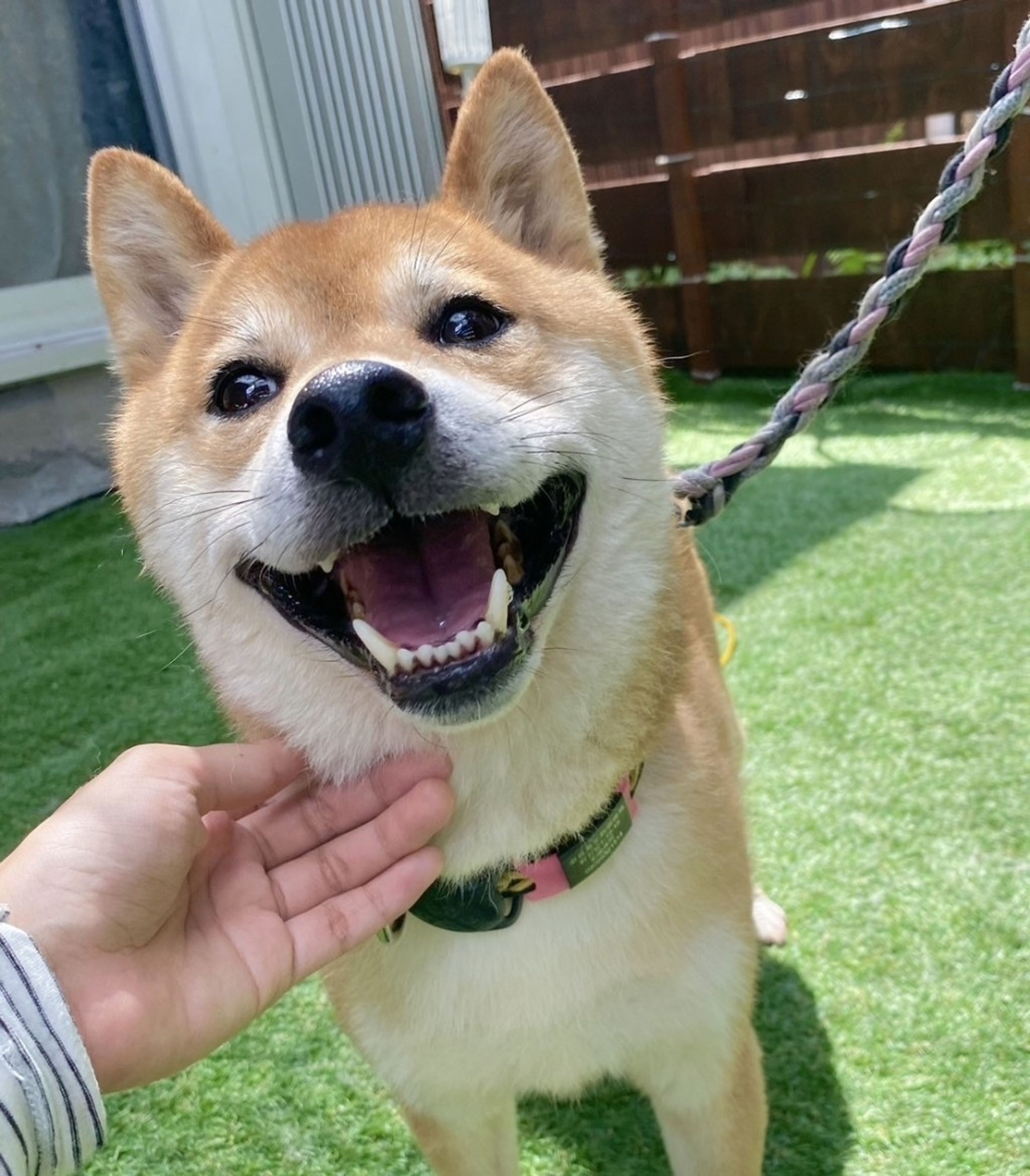 pet-image-6