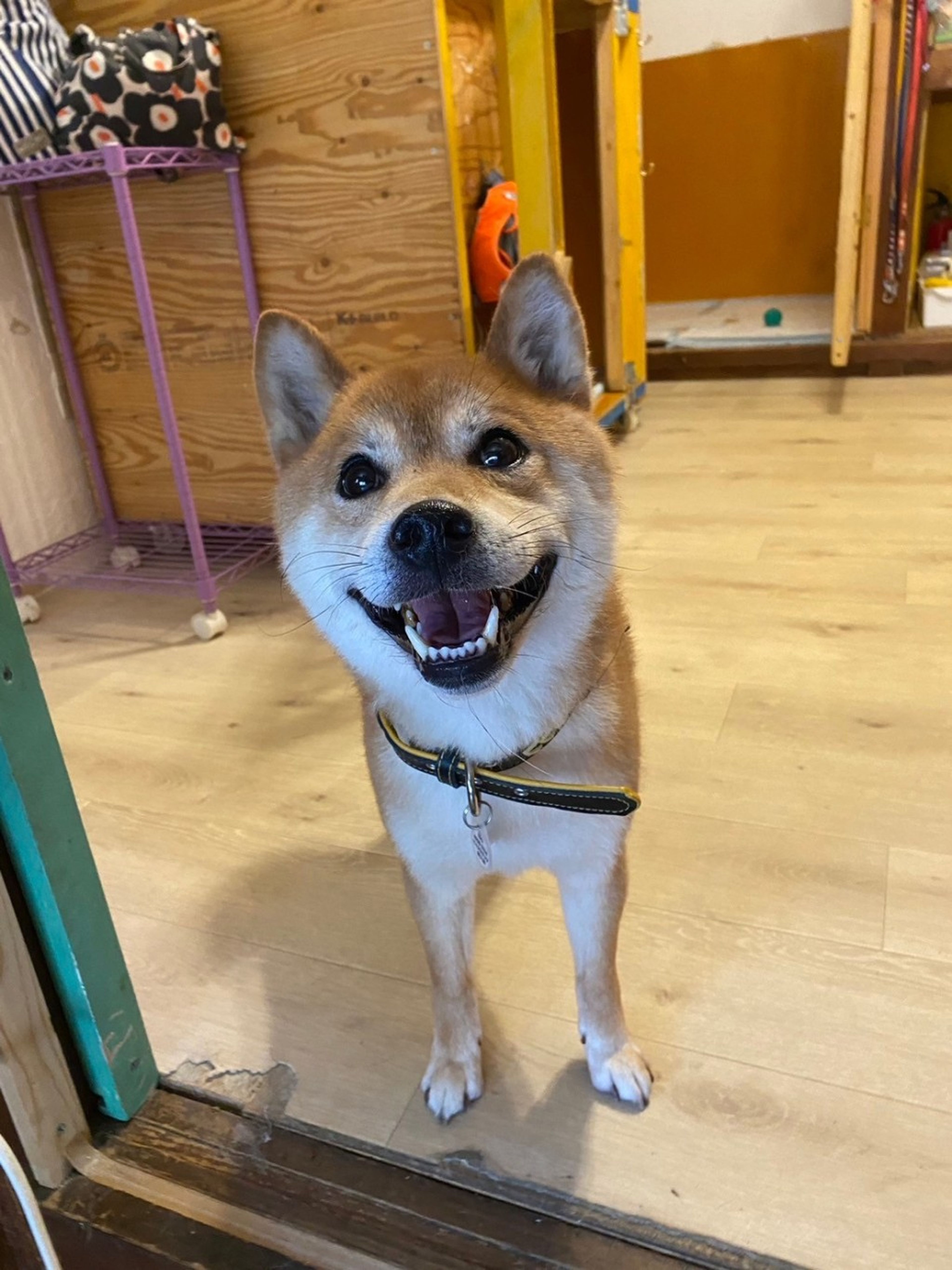 pet-image-8