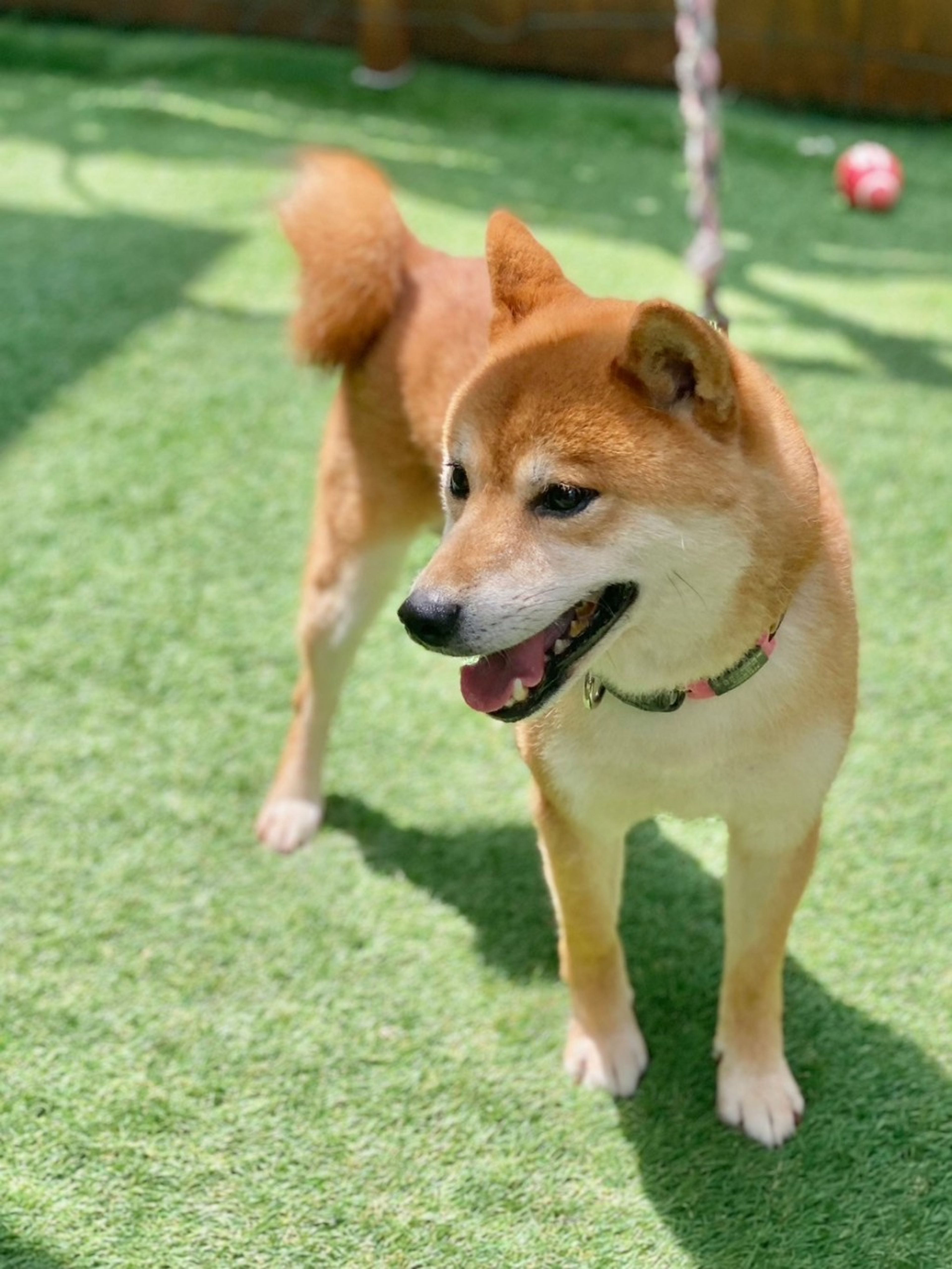 pet-image-4