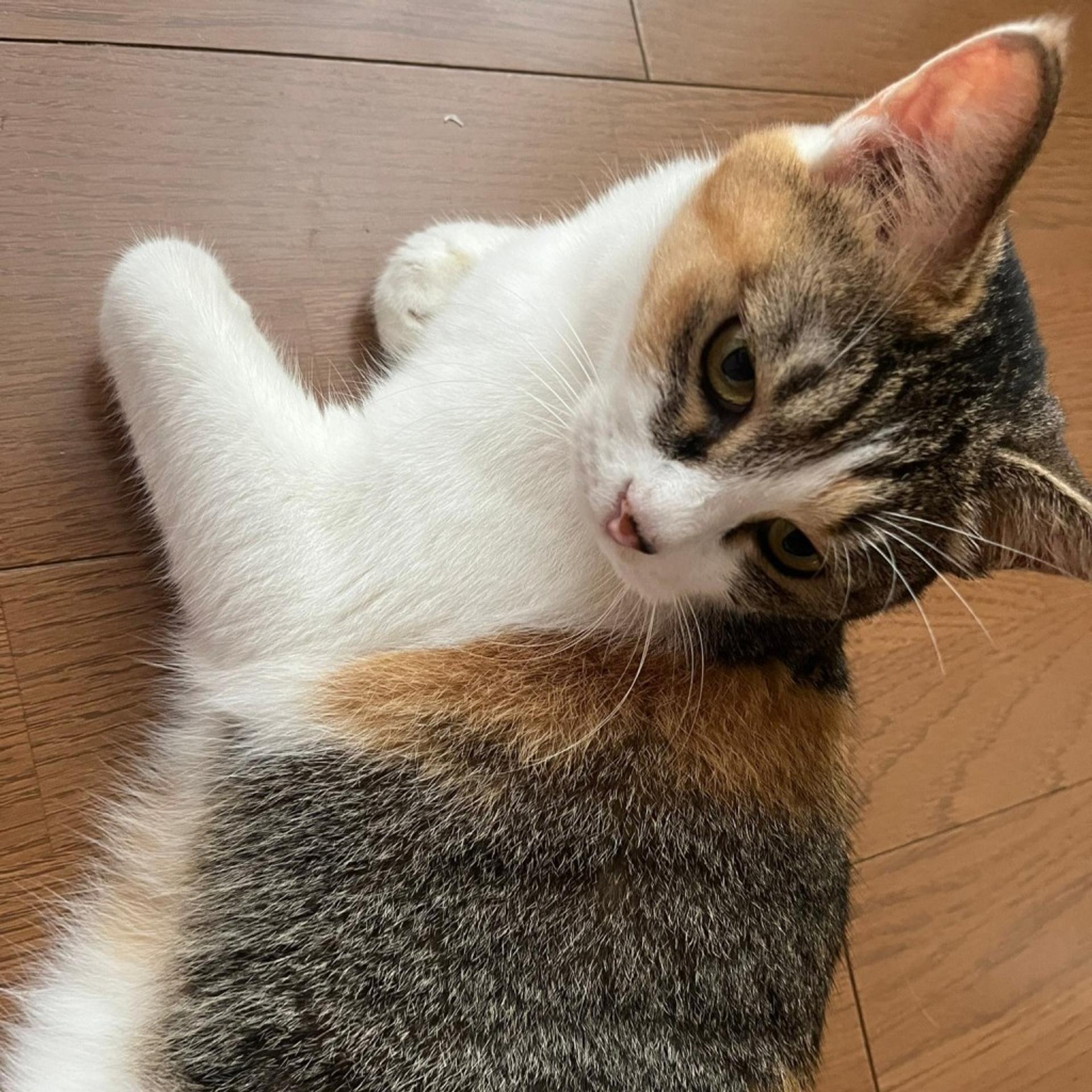 pet-image-3
