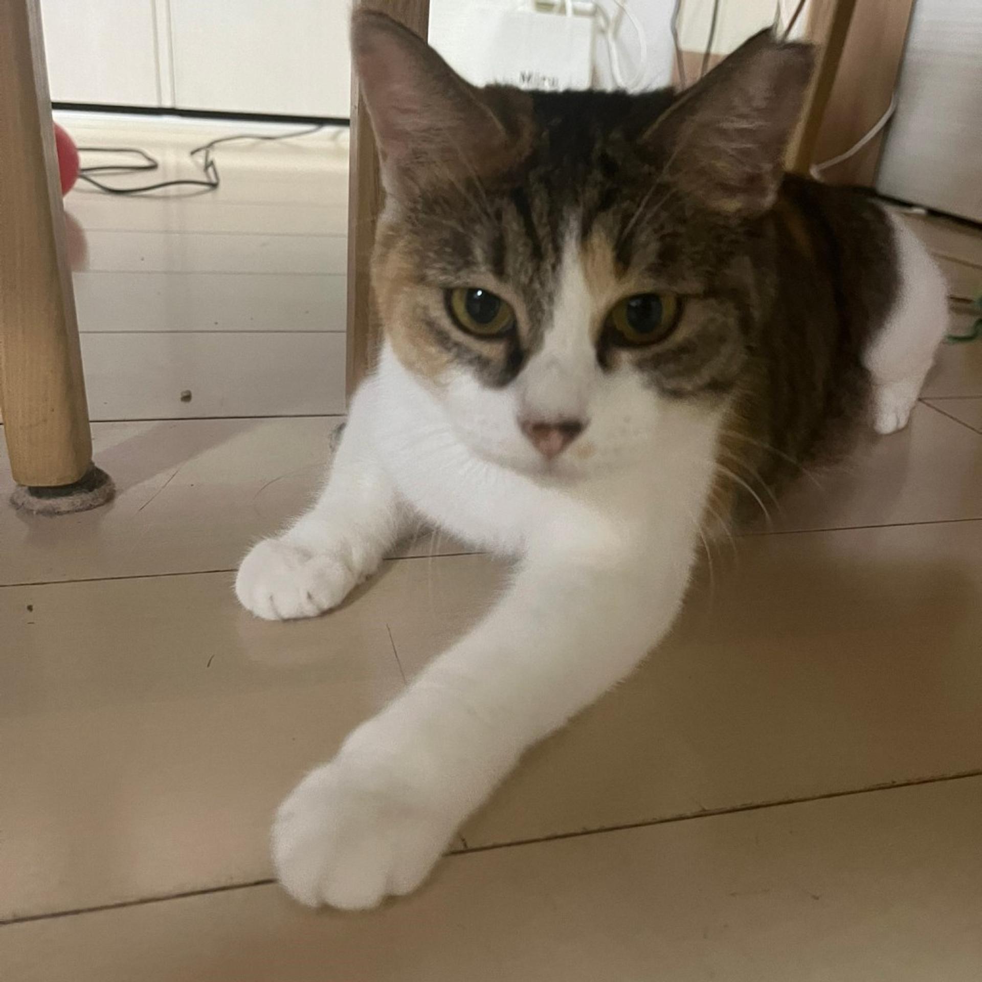 pet-image-5