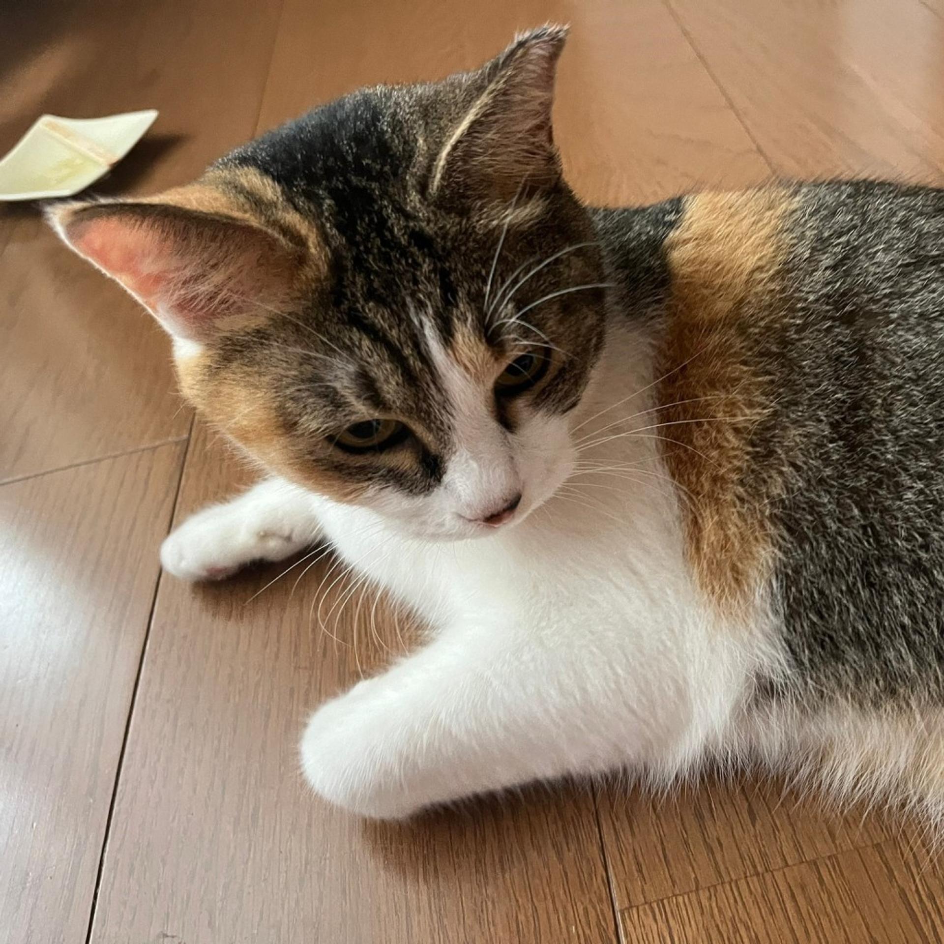 pet-image-6
