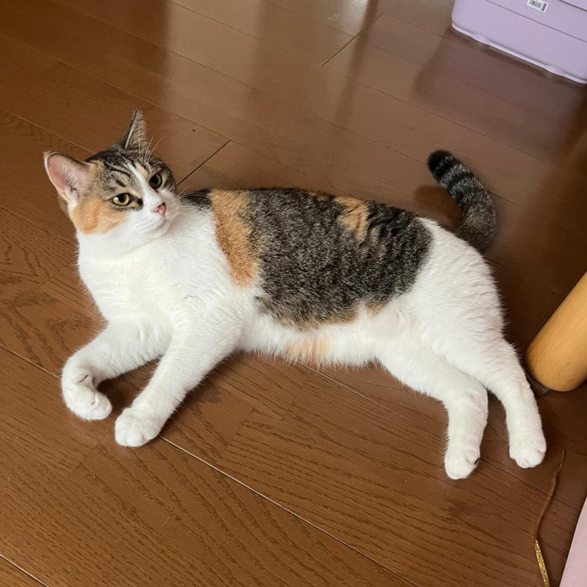 pet-image-2