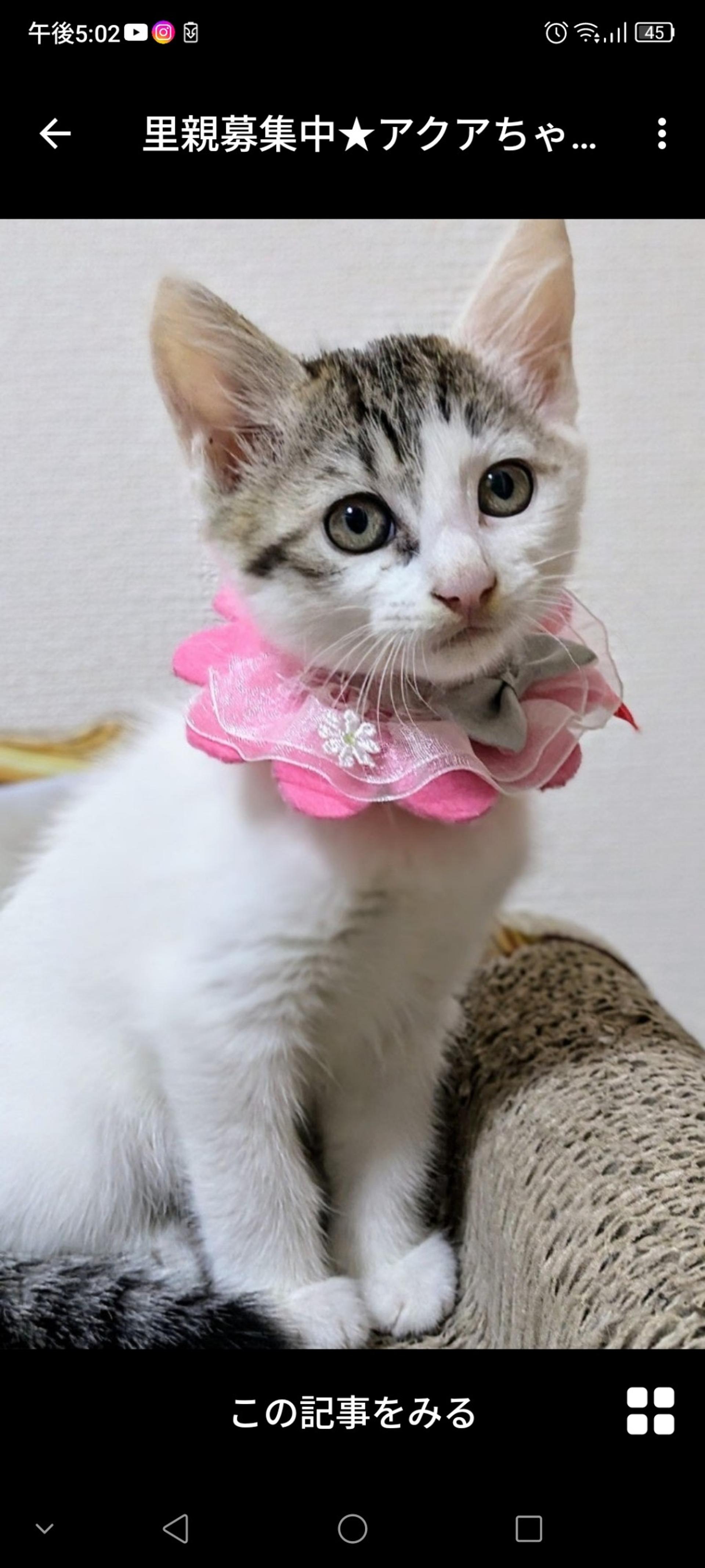 pet-image-2
