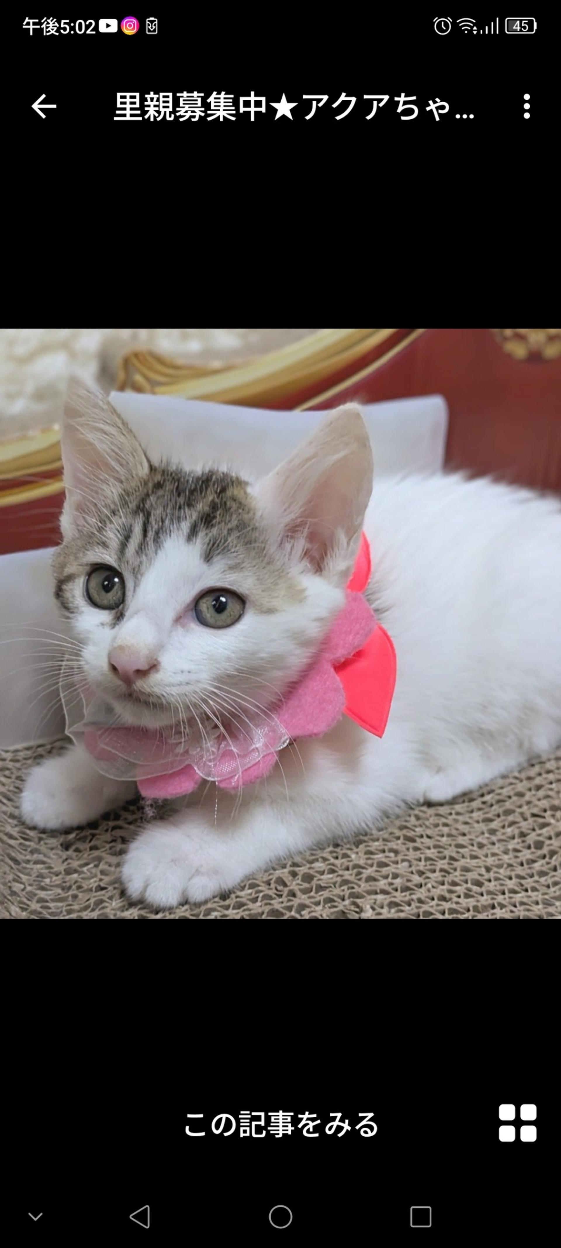 pet-image-3