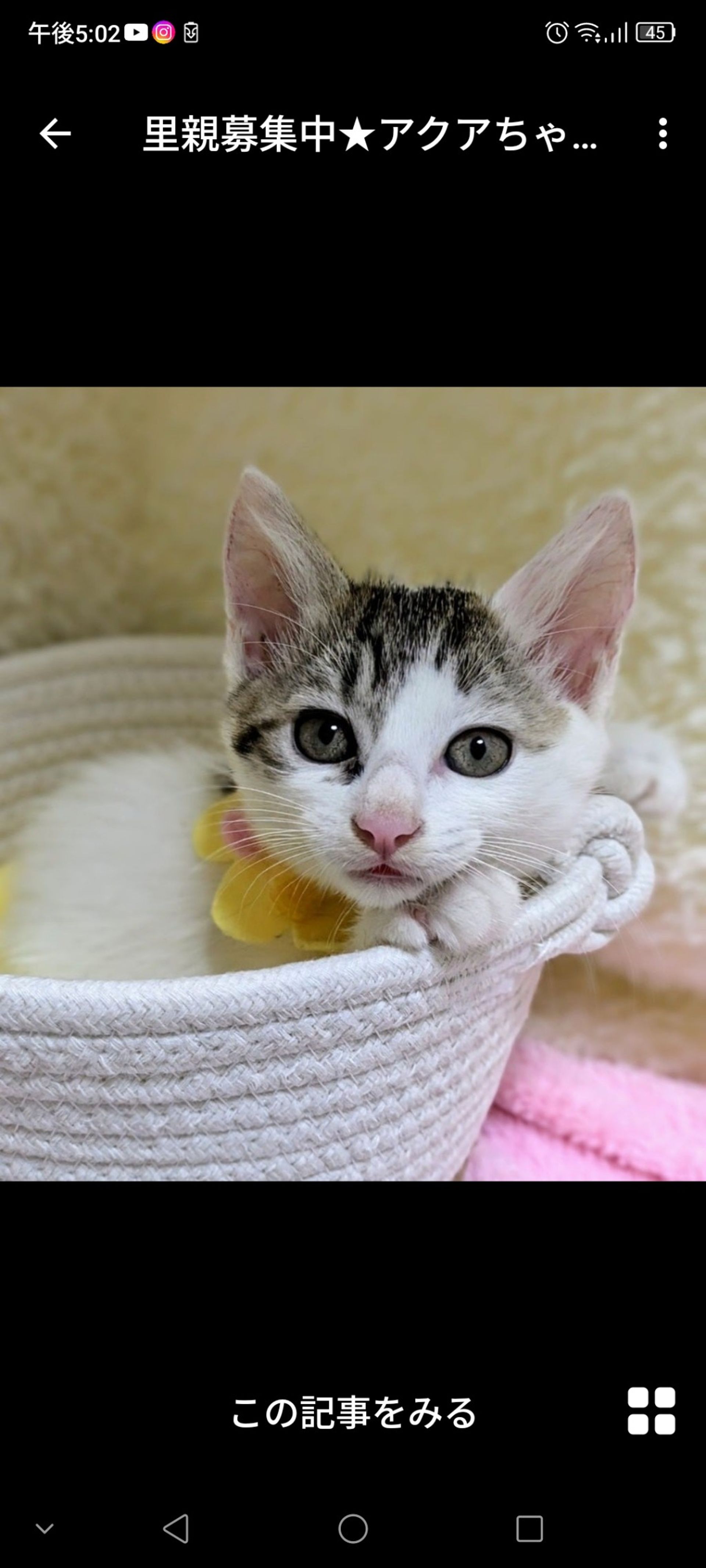 雑種（ミックス猫）・メスの里親募集の写真