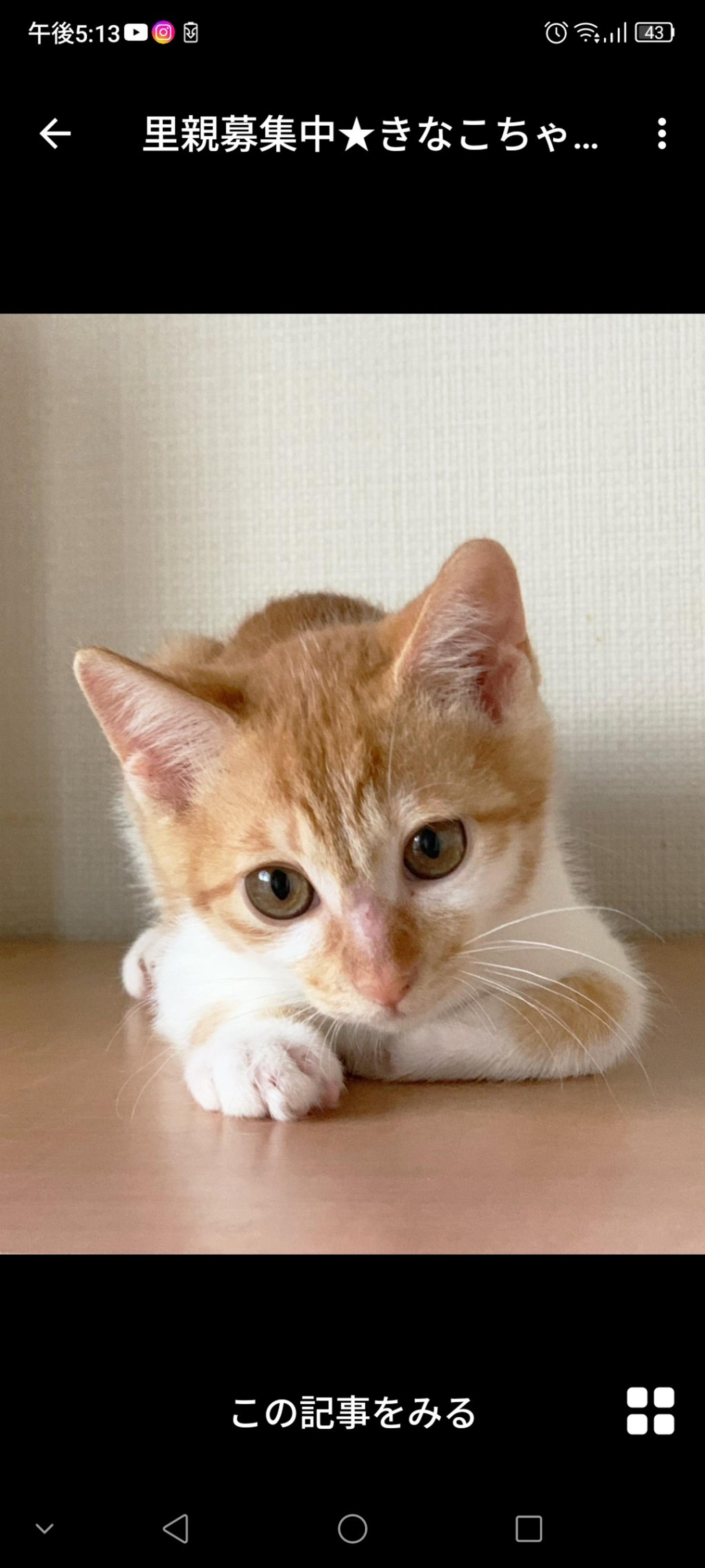 pet-image-3