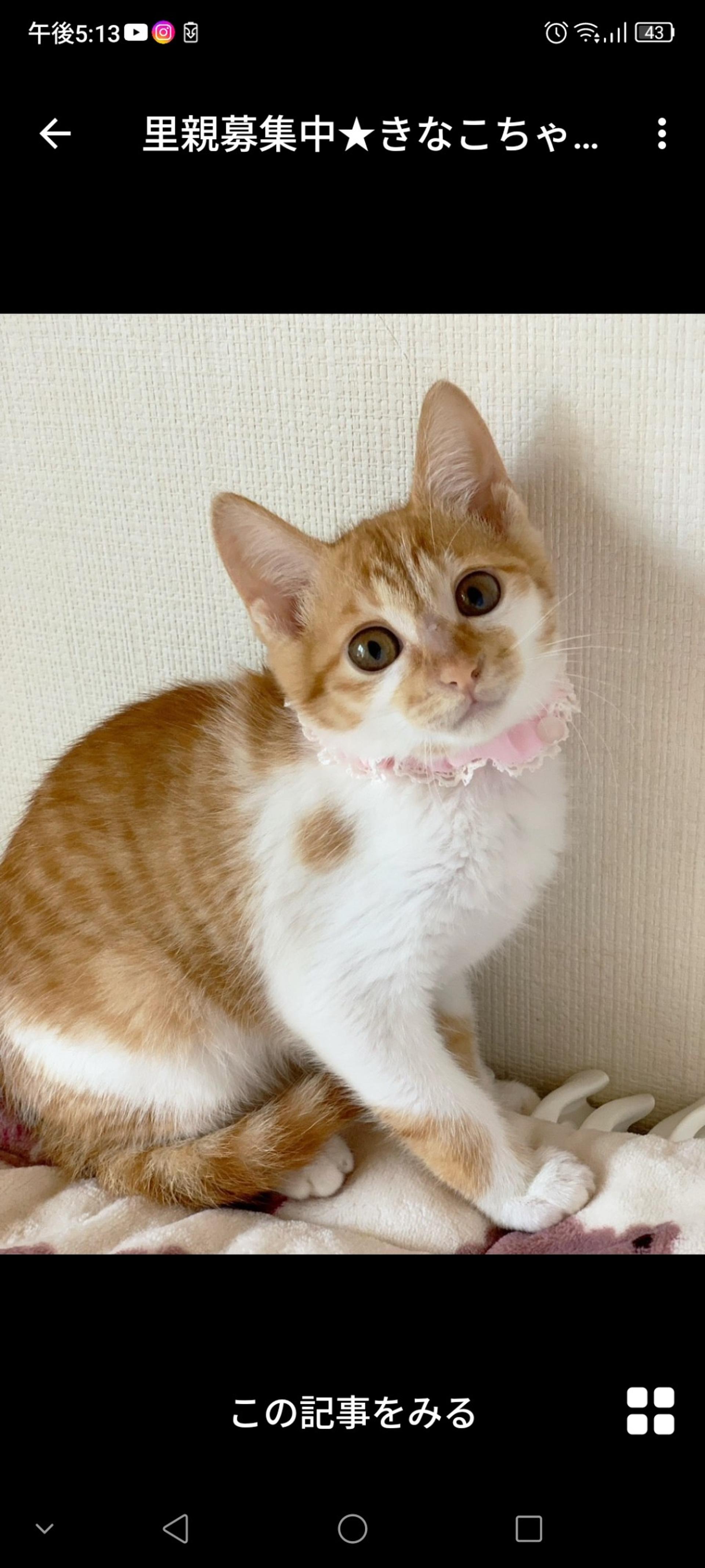 pet-image-2
