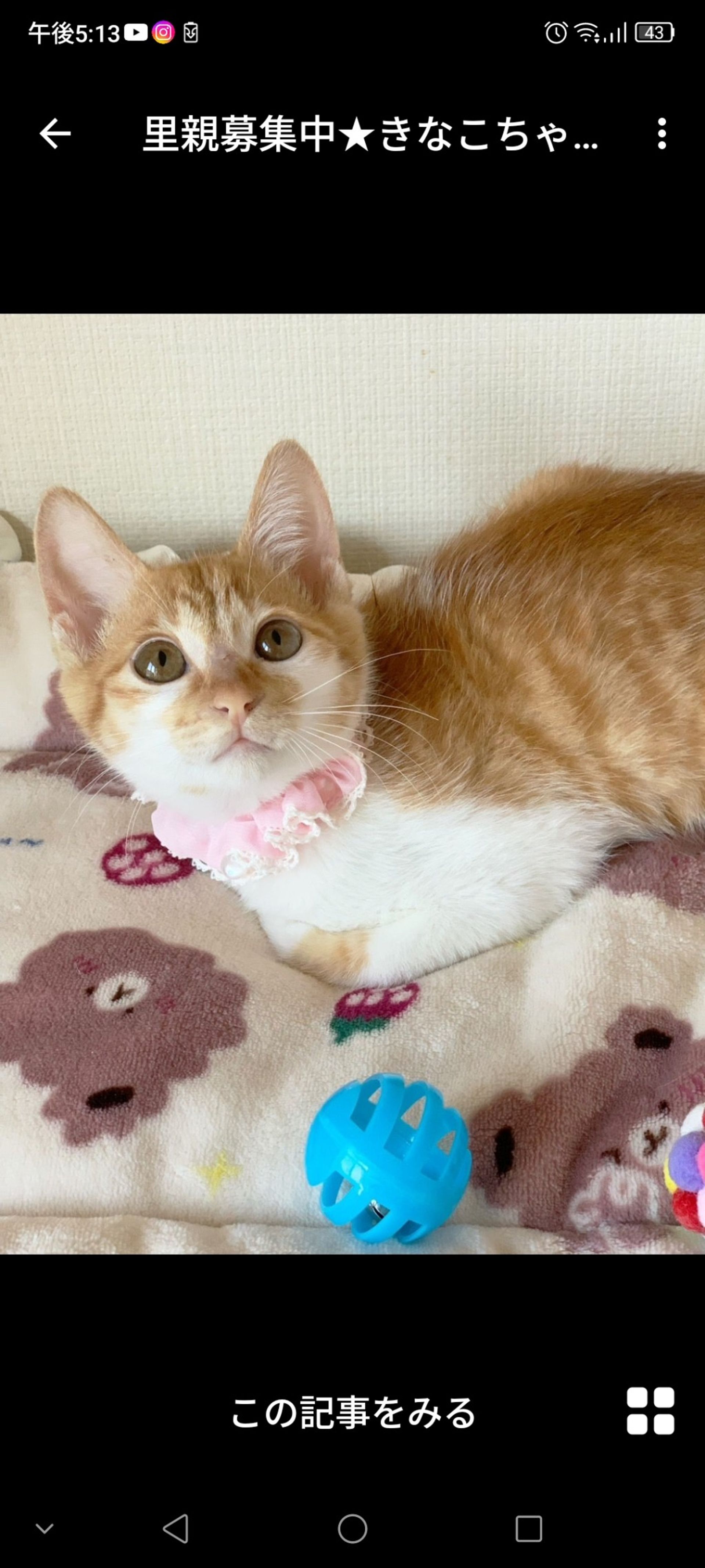 雑種（ミックス猫）・メスの里親募集の写真