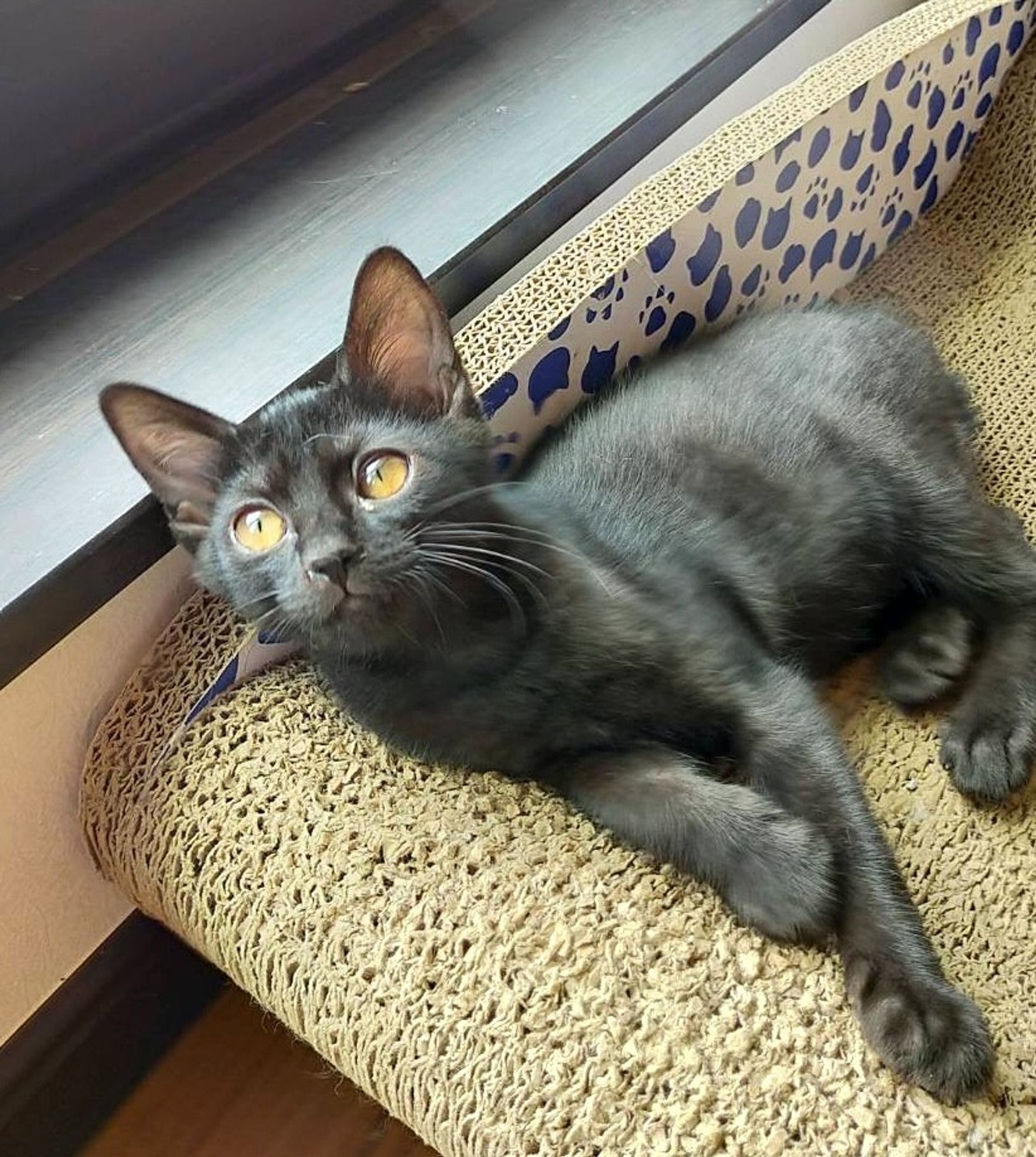 雑種（ミックス猫）・メスの里親募集の写真