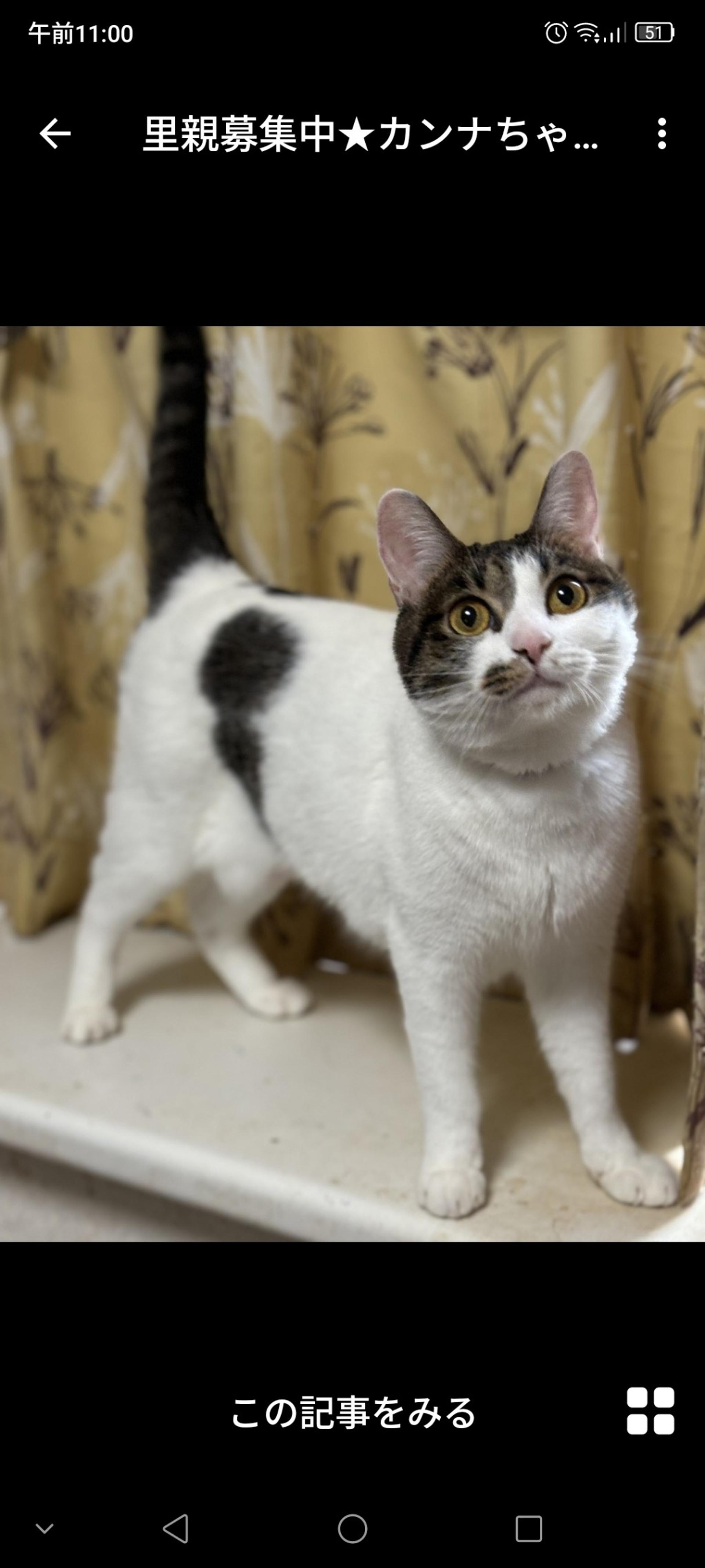 pet-image-2