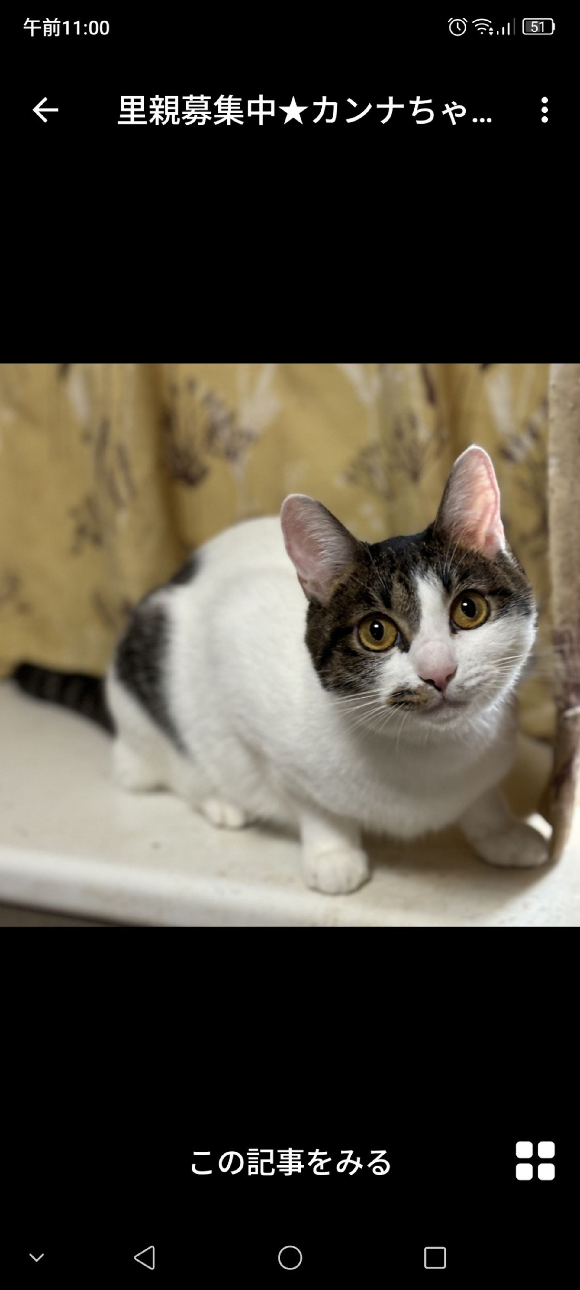 雑種（ミックス猫）・メスの里親募集の写真