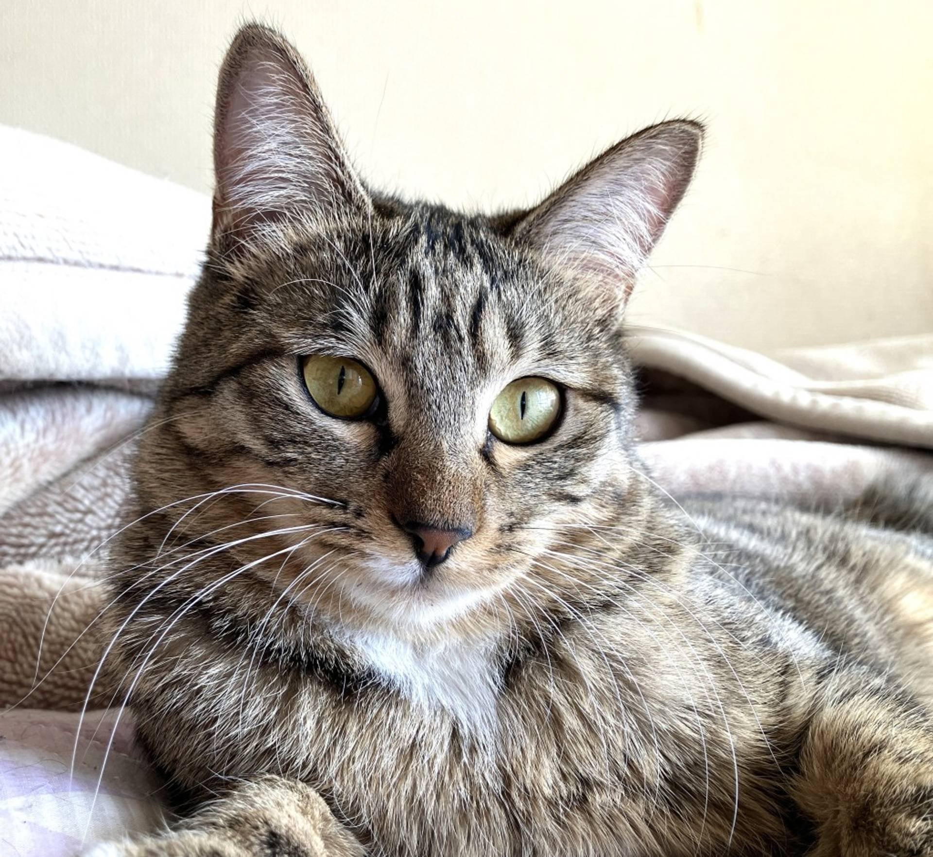 雑種（ミックス猫）・メスの里親募集の写真