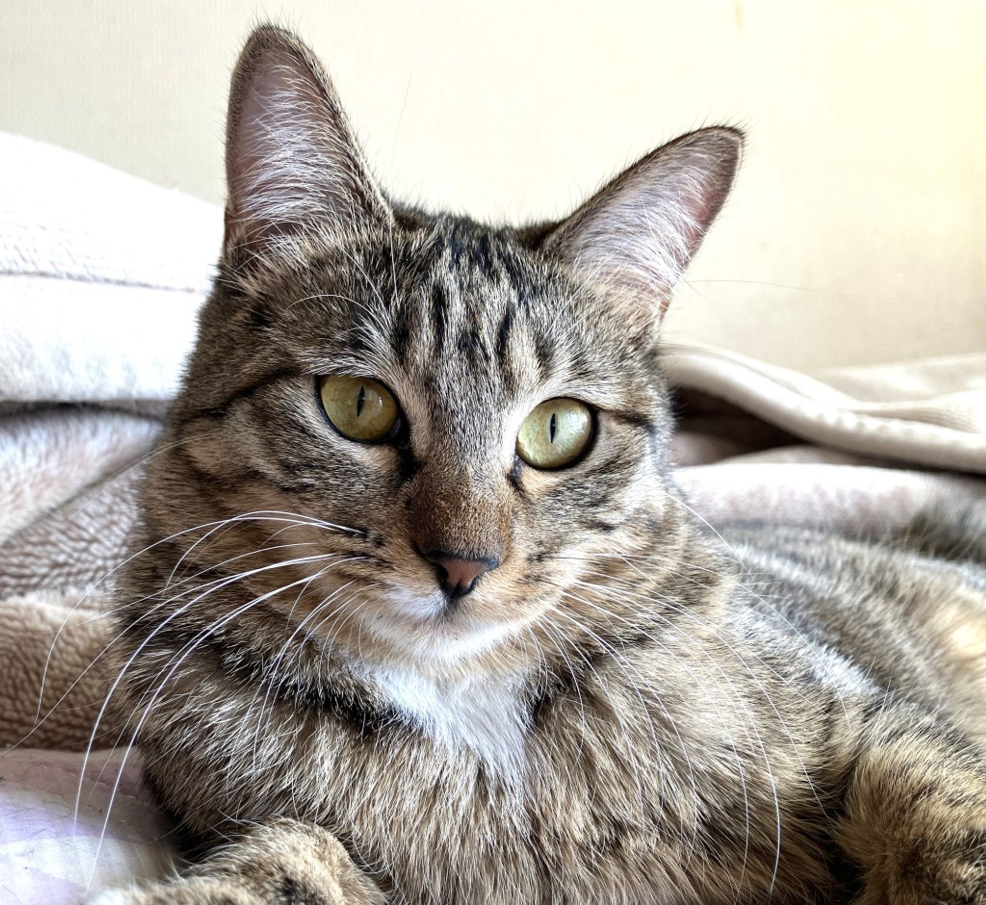 雑種（ミックス猫）・メスの里親募集の写真