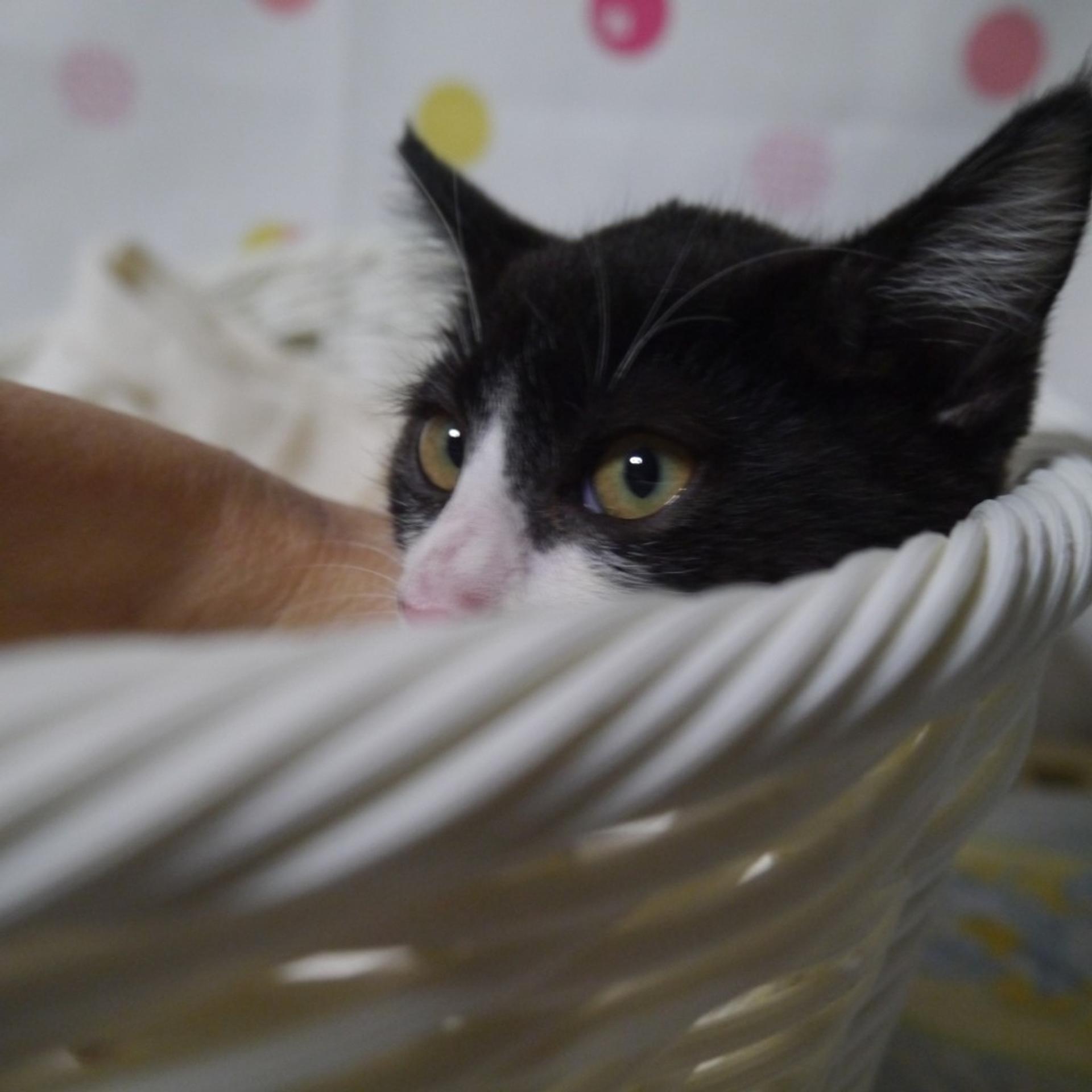 pet-image-2