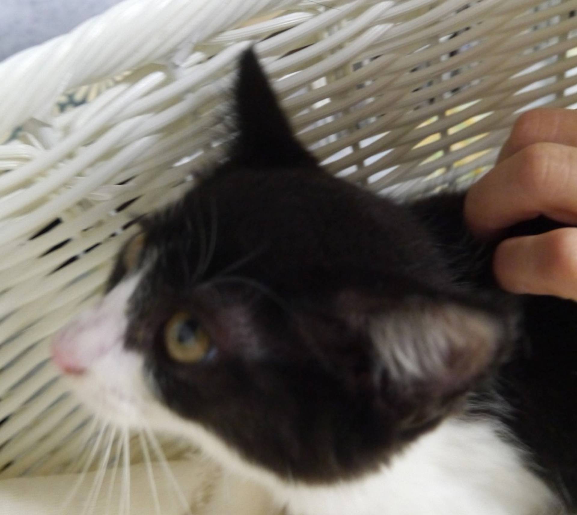 雑種（ミックス猫）・メスの里親募集の写真