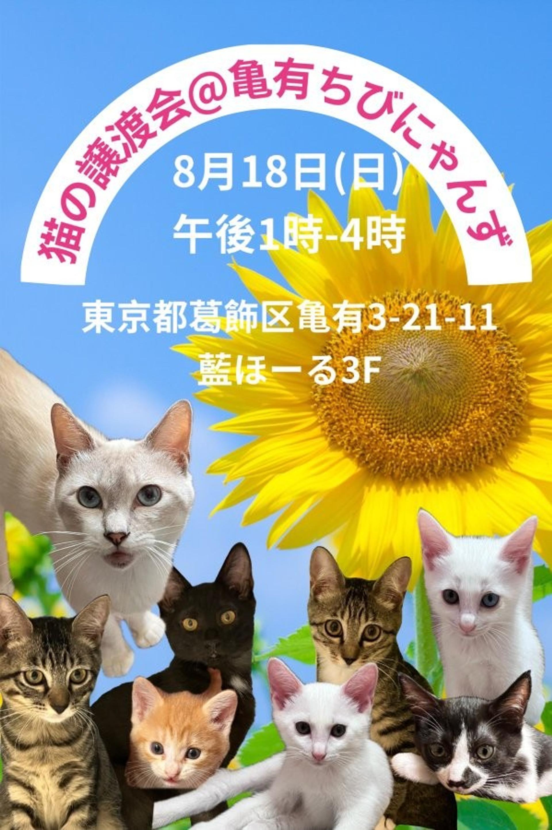 pet-image-4