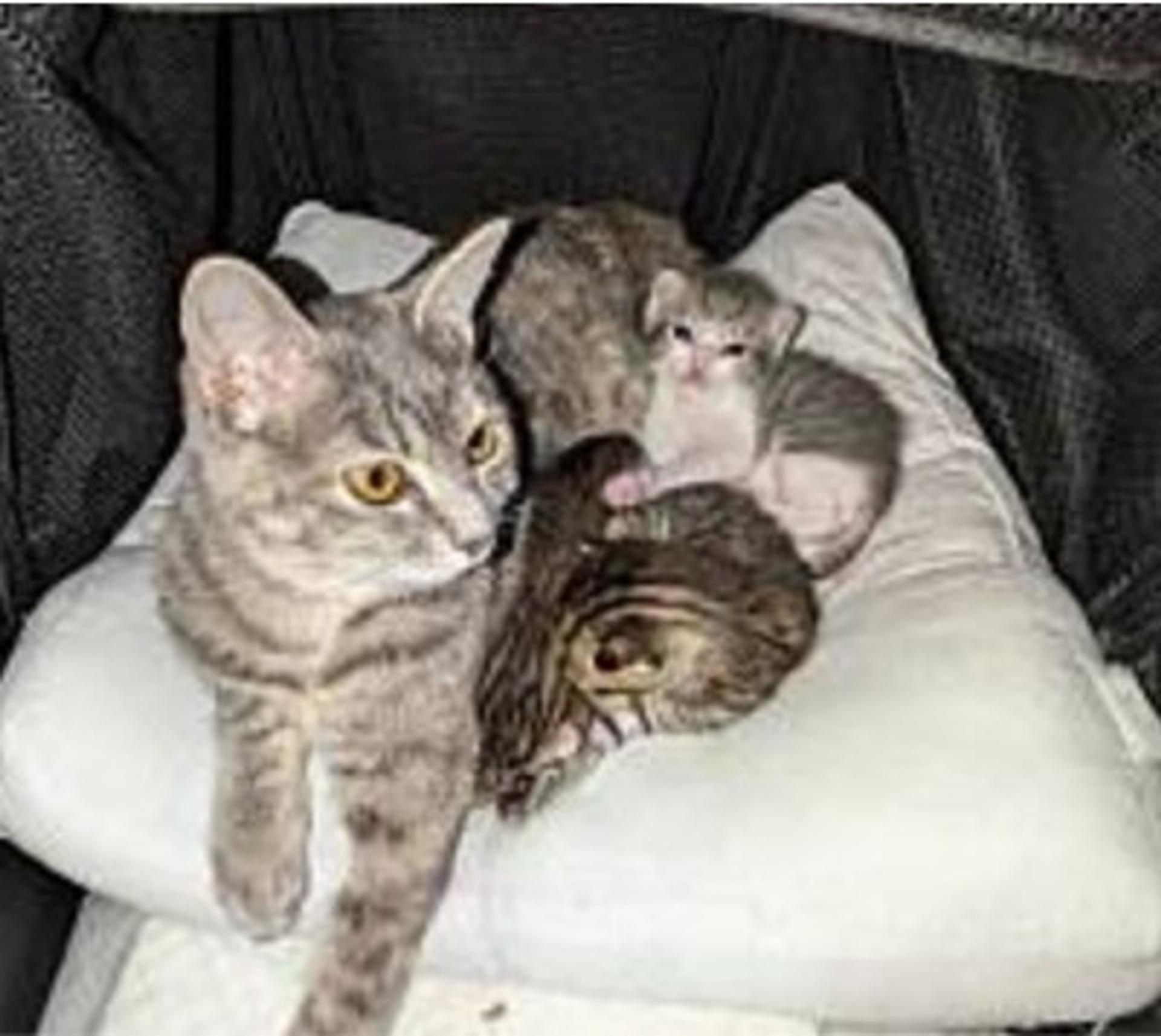 pet-image-6
