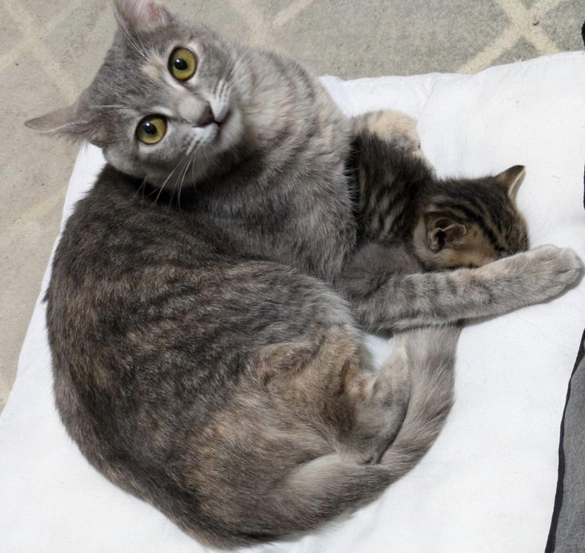 pet-image-3