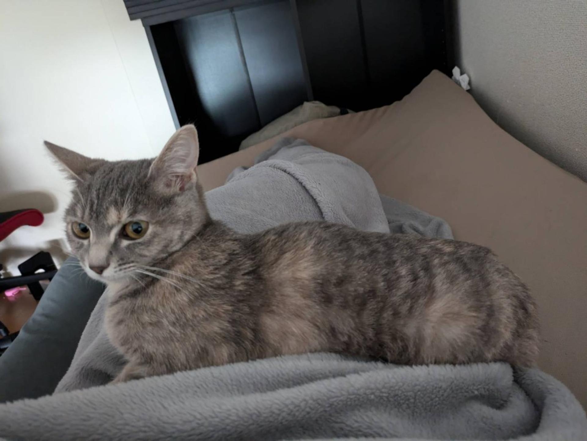 pet-image-4