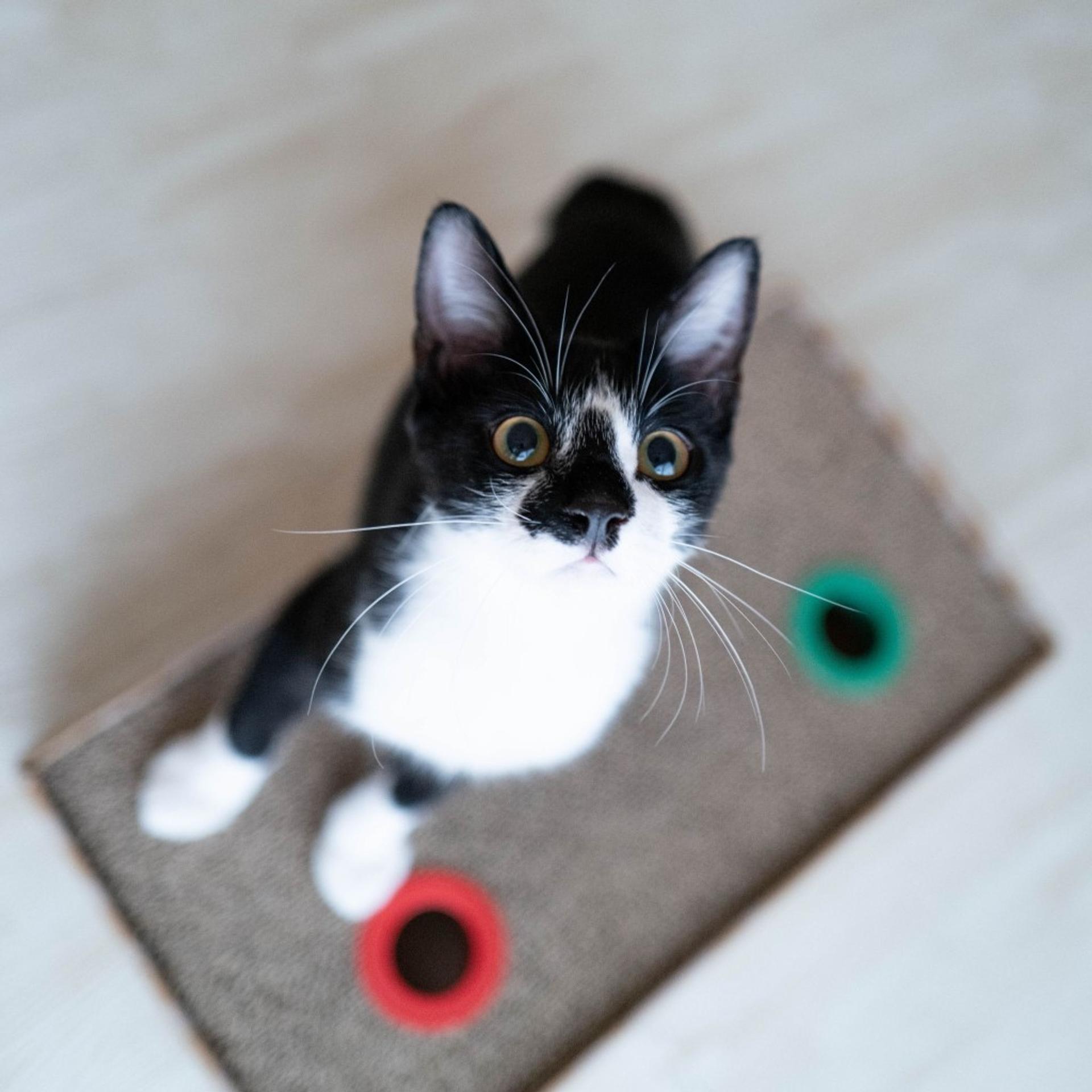 pet-image-4