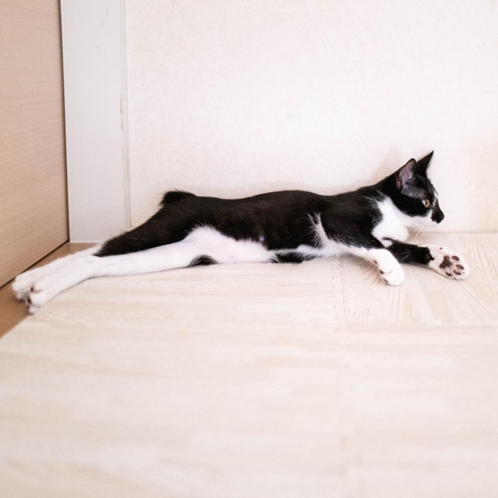 pet-image-6