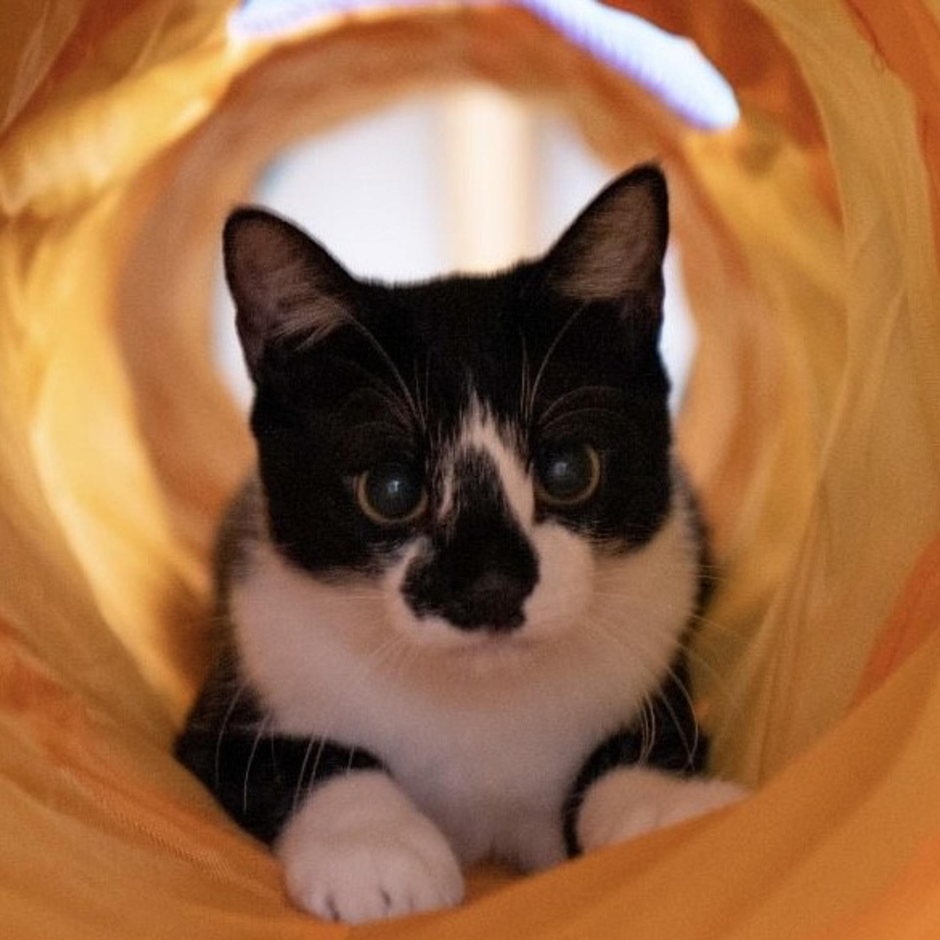 pet-image-3
