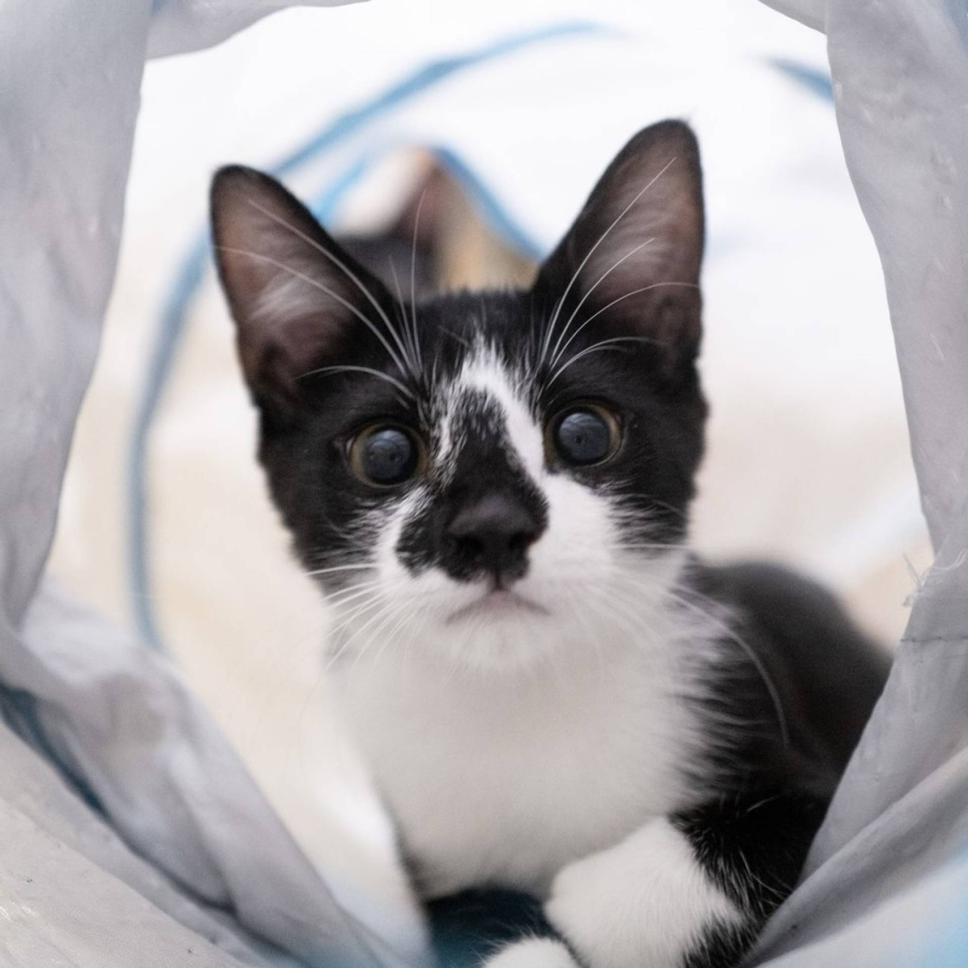 雑種（ミックス猫）・オスの里親募集の写真