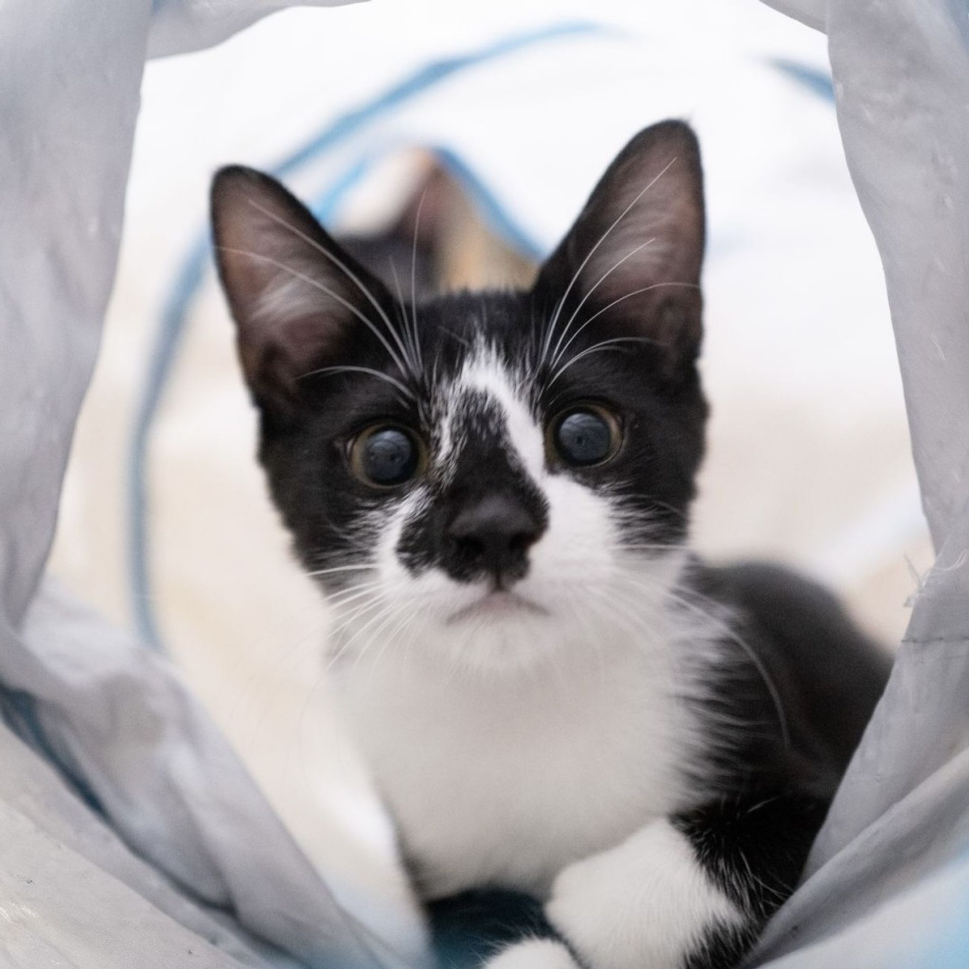 雑種（ミックス猫）・オスの里親募集の写真