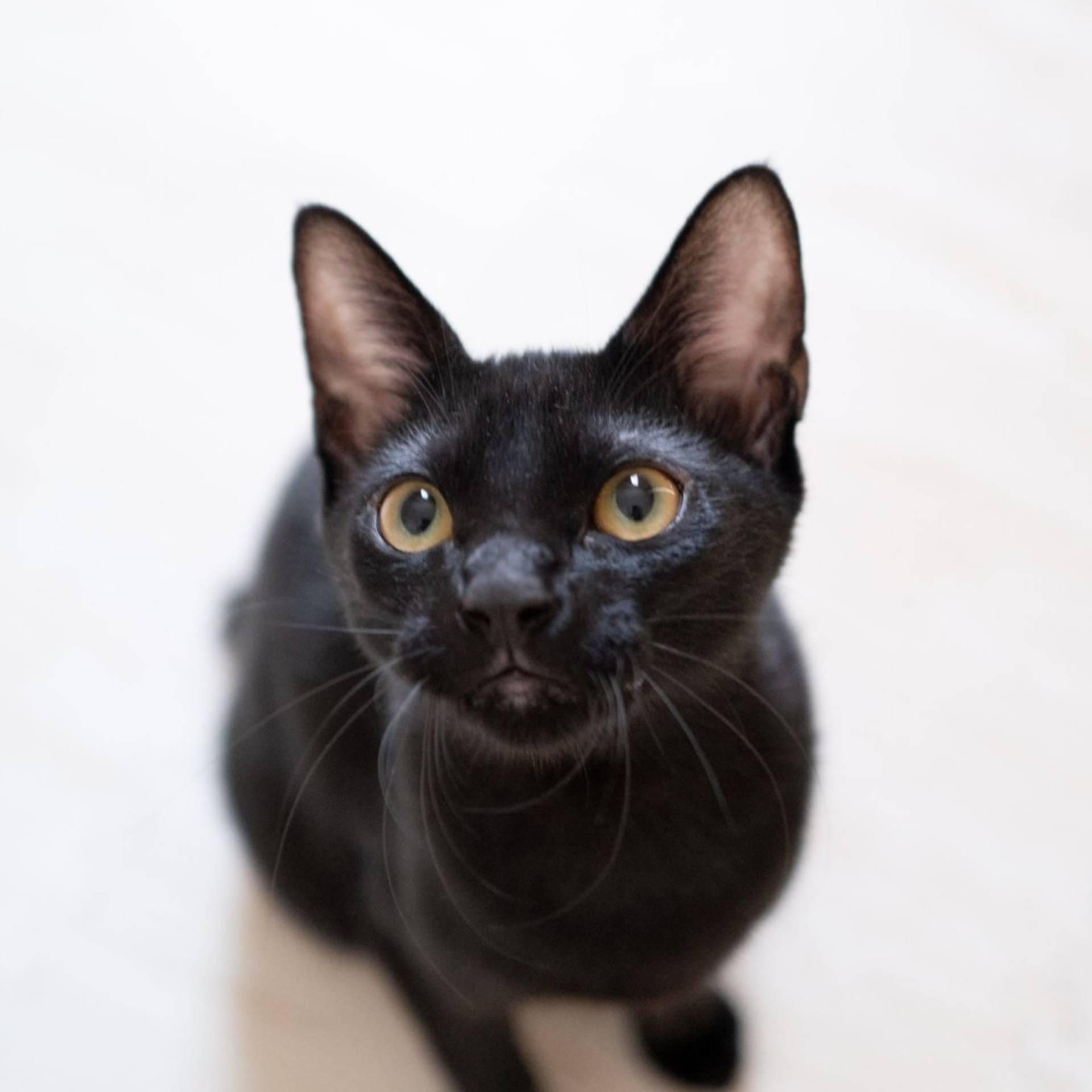 雑種（ミックス猫）・オスの里親募集の写真